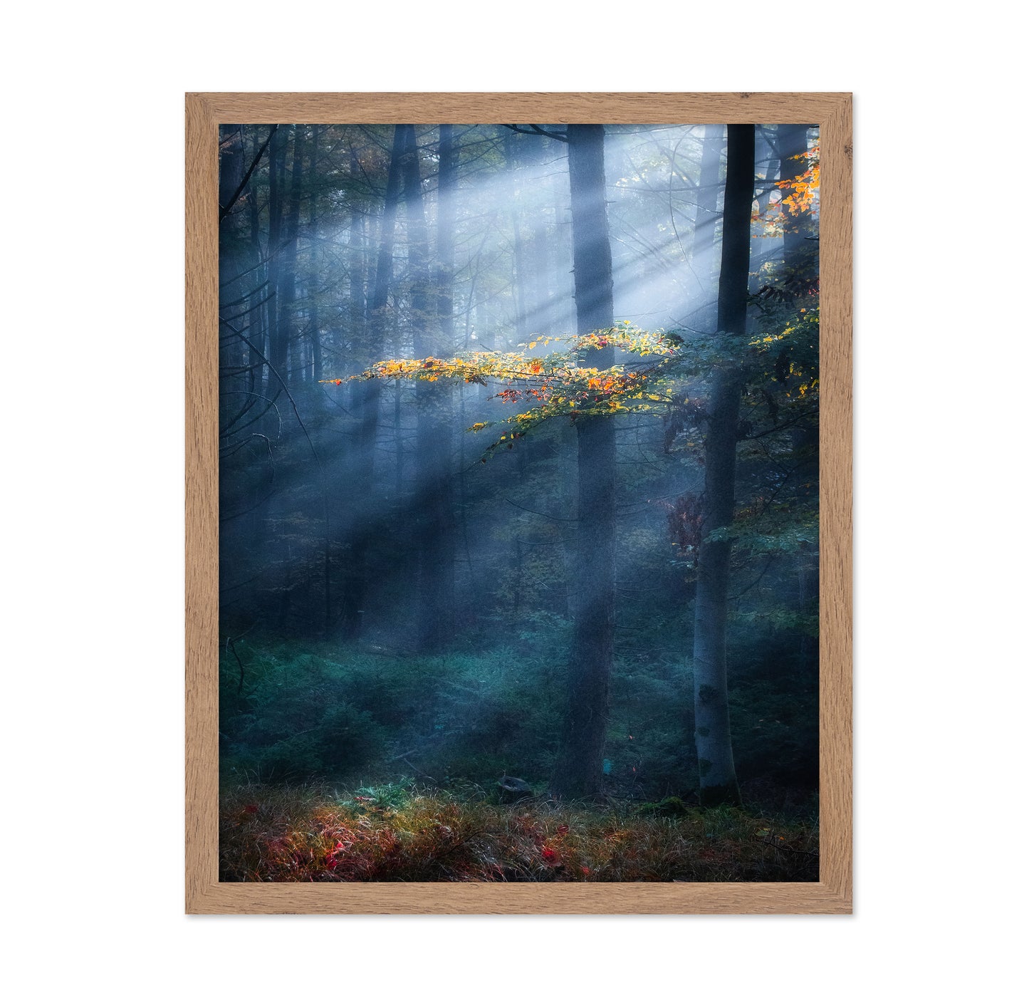 Sun Rays Forest No1