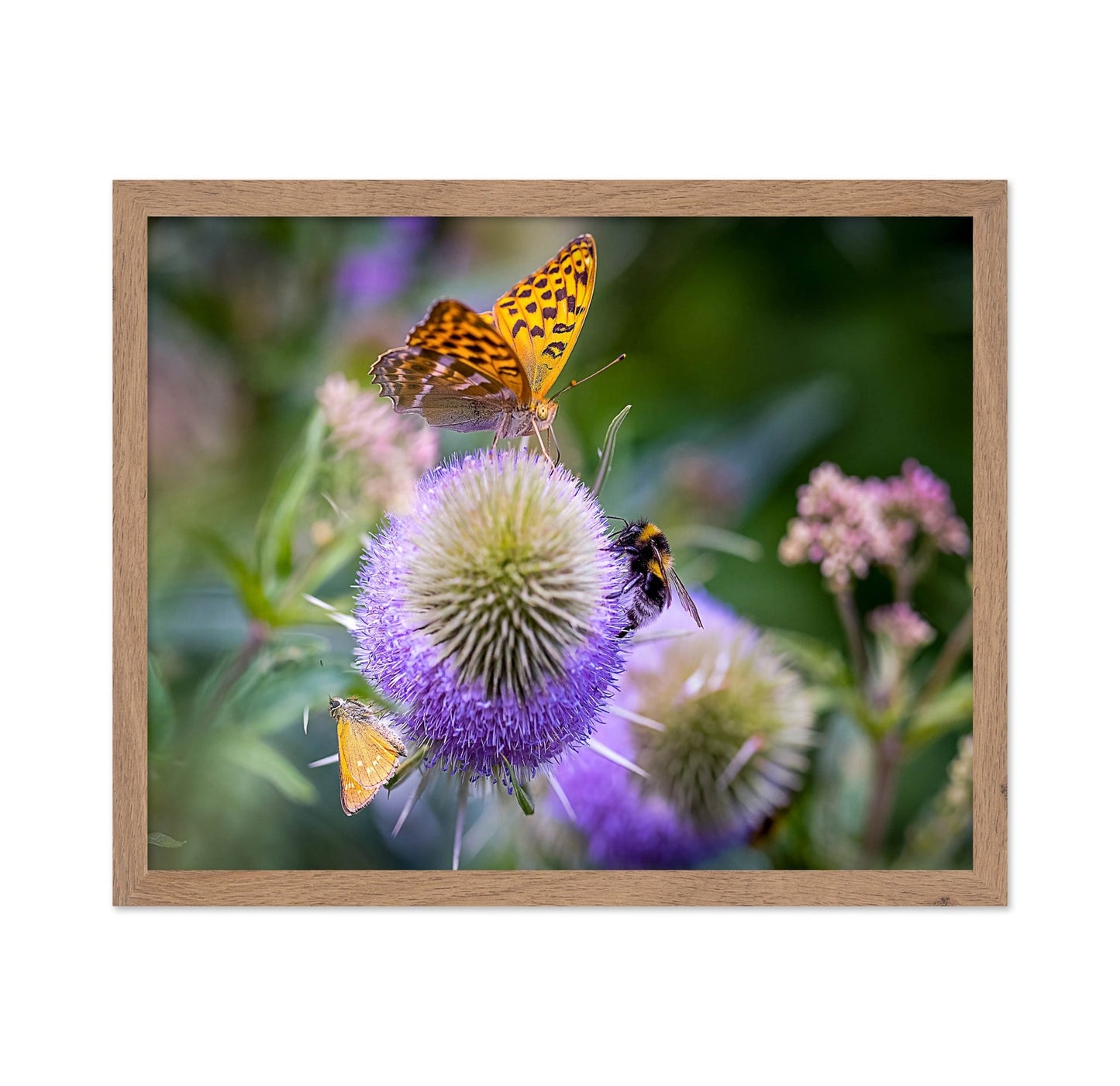 Butterfly Bee Bloom