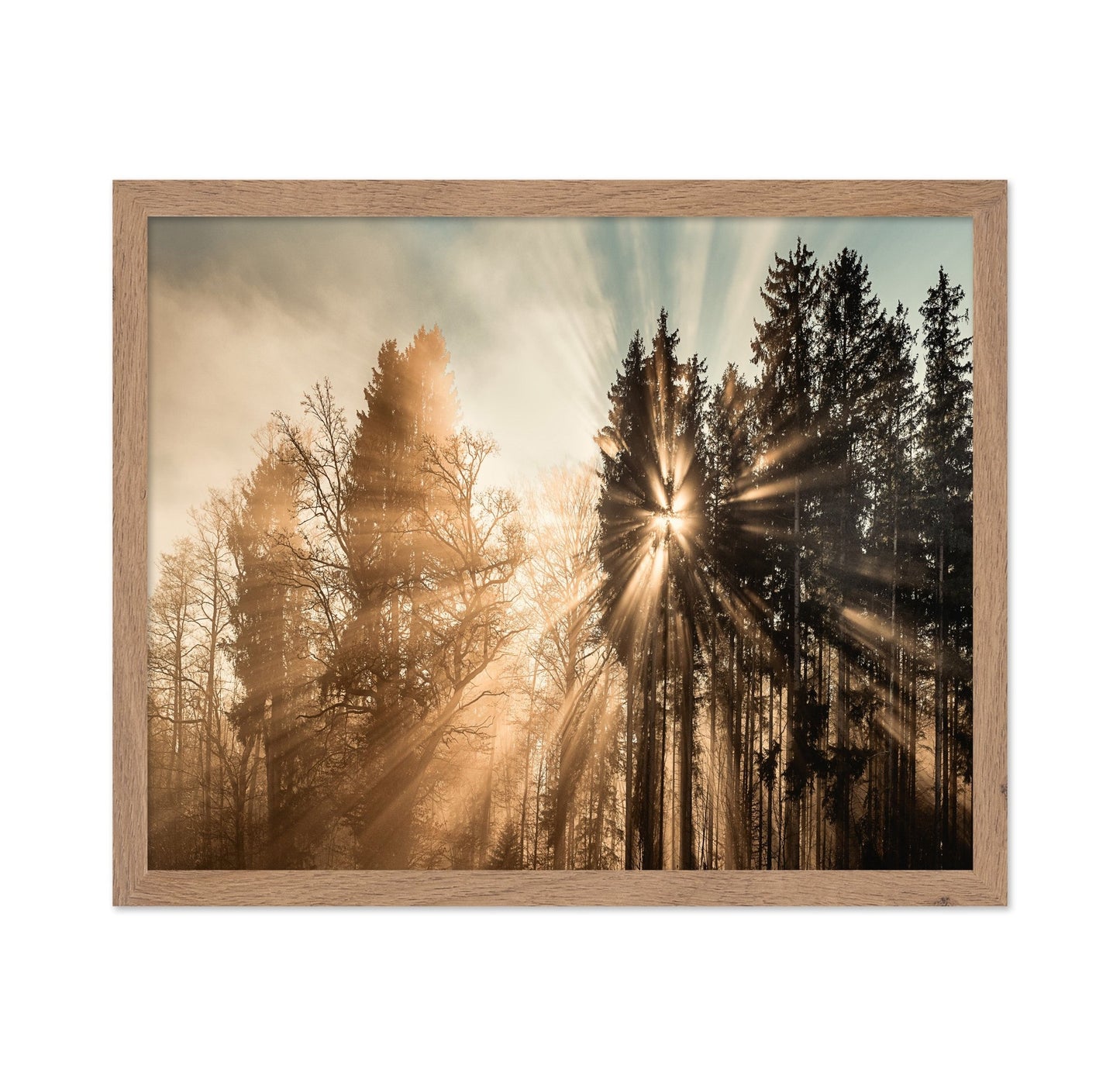 Sun Rays Forest No2