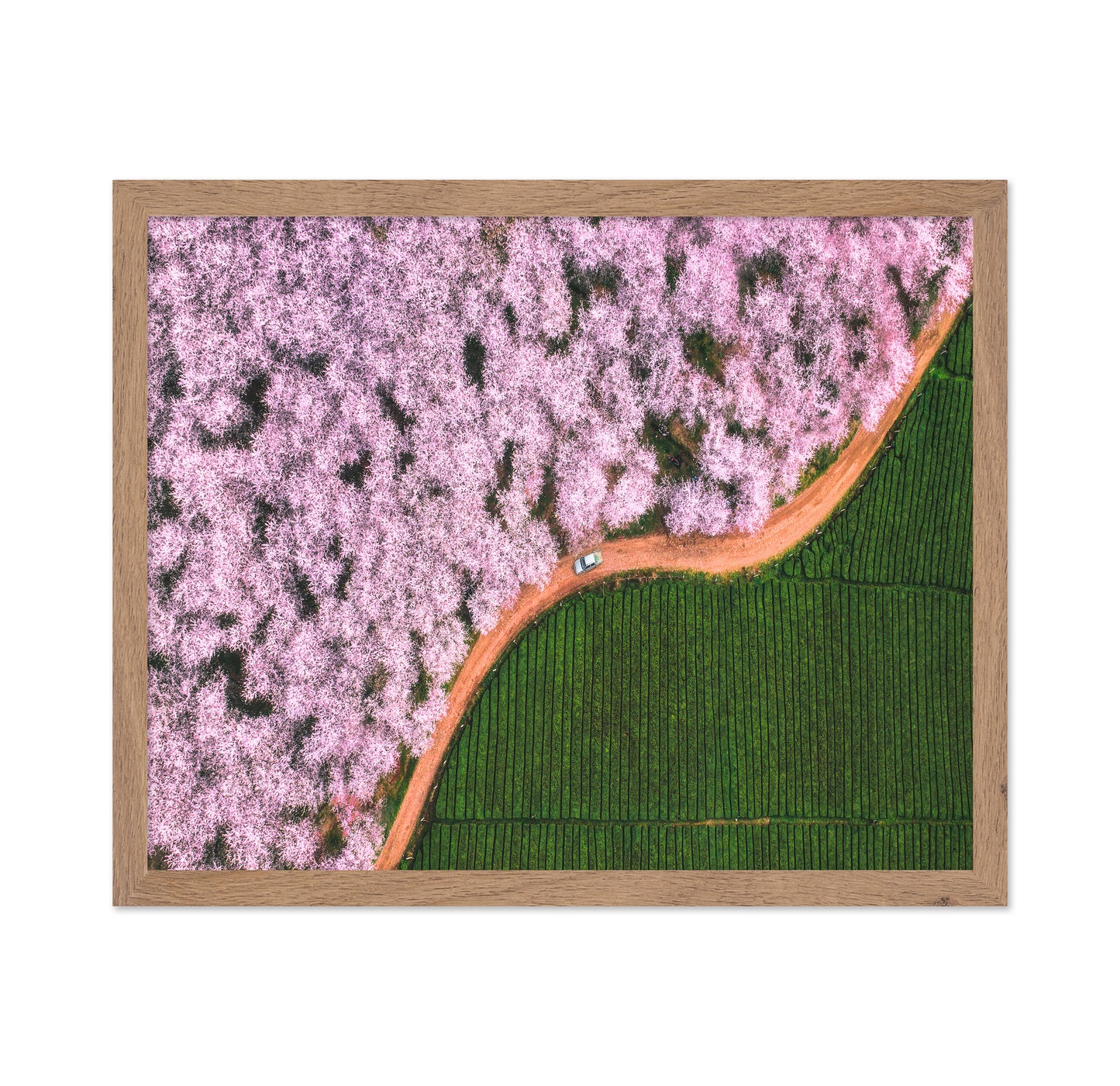 Blossom Path Contrast