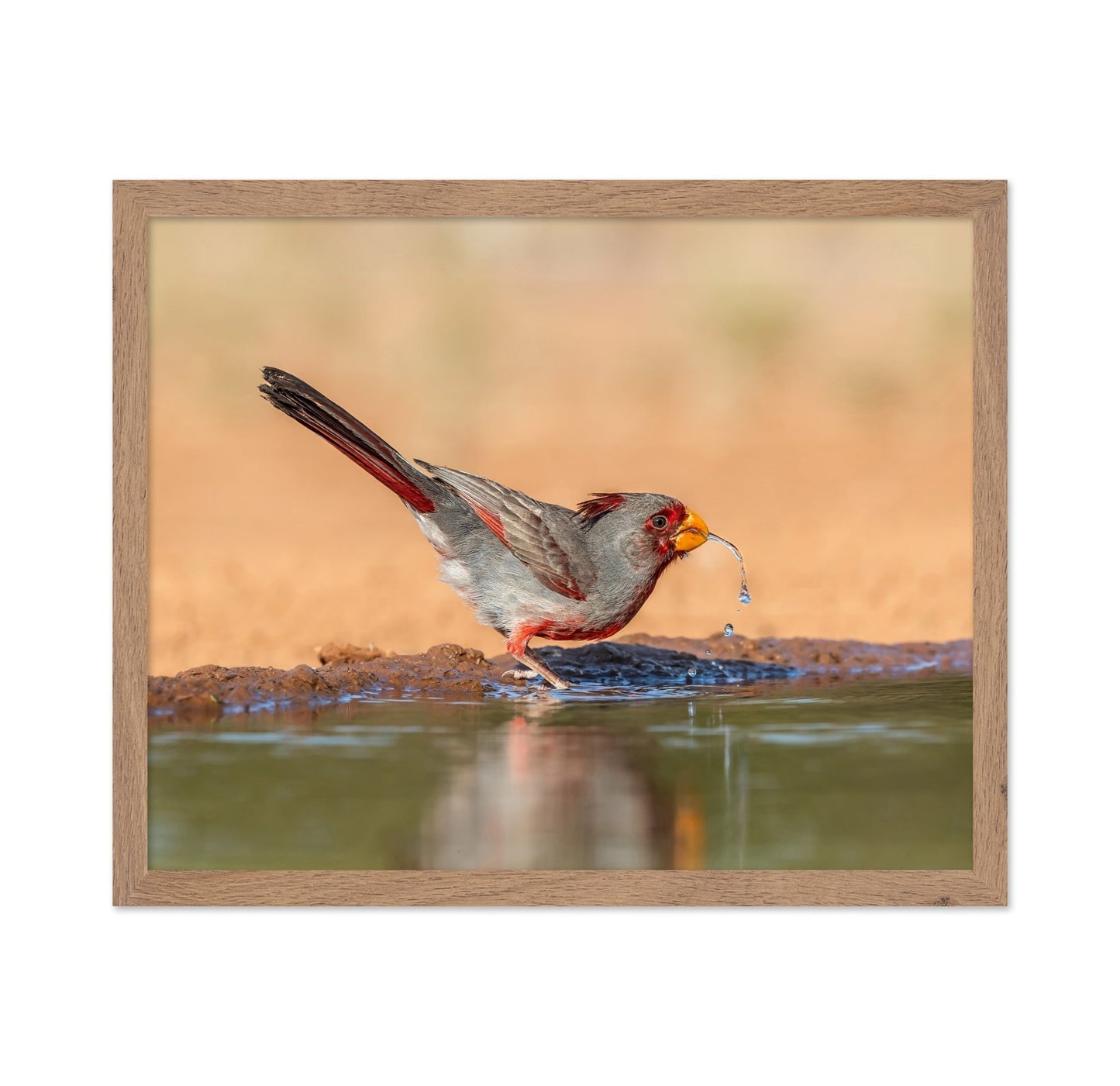 Red Beak Sparrow
