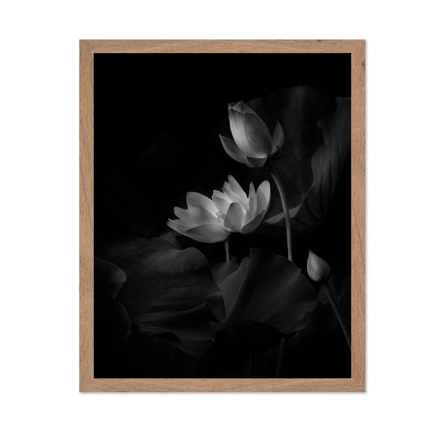 Lotus Bloom Noir