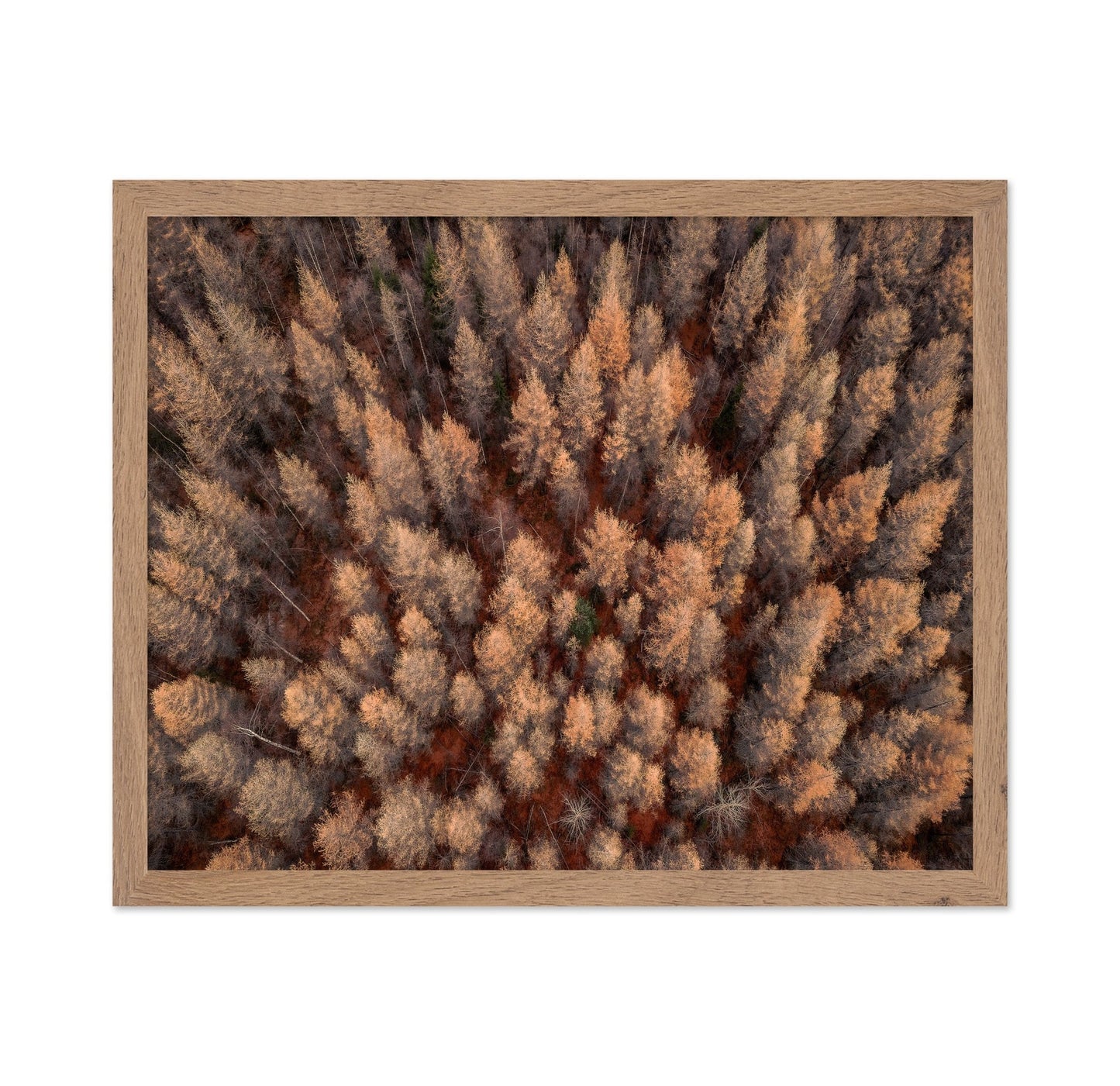 Autumn Forest Aerial