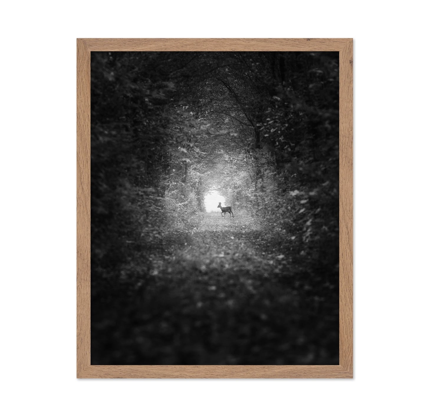 Forest Light Encounter