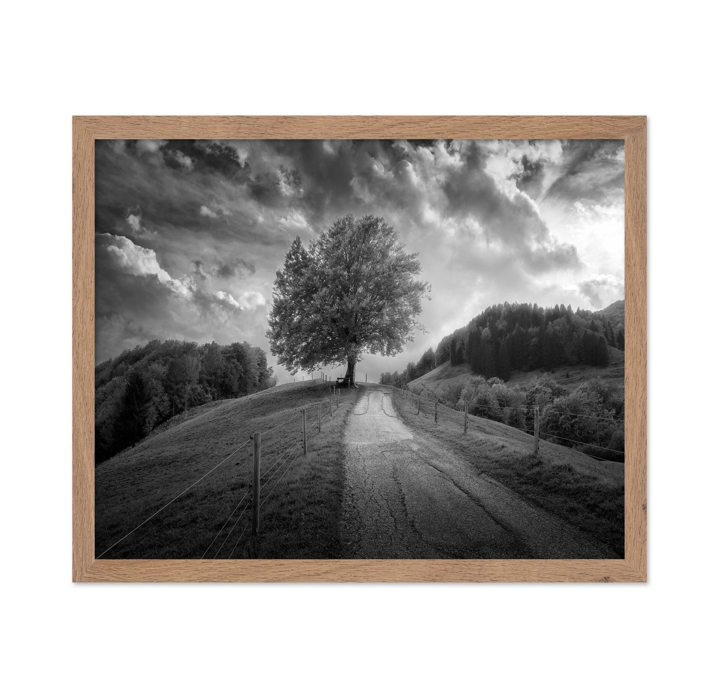Lone Tree Path