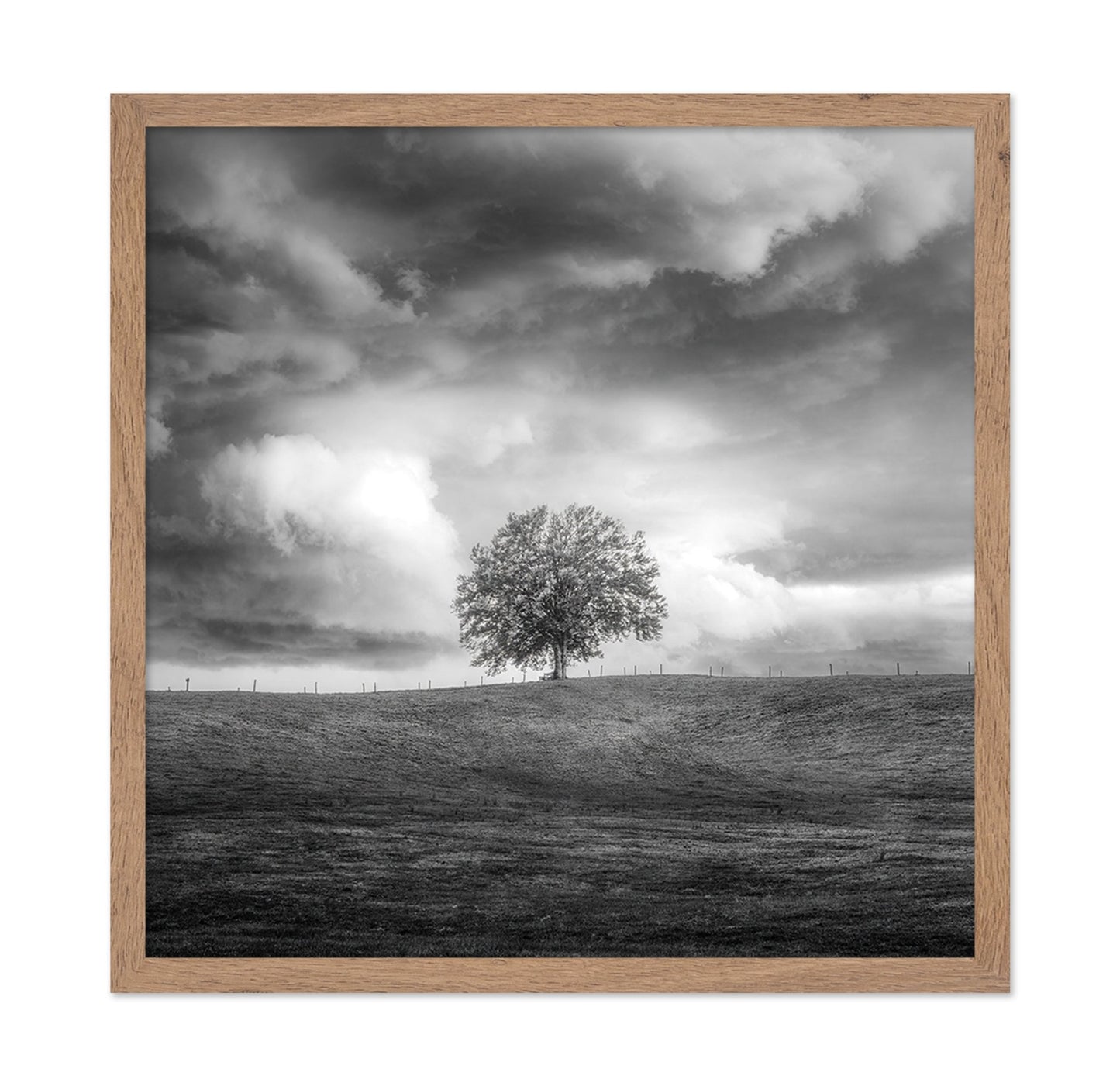 Lone Tree Horizon No3