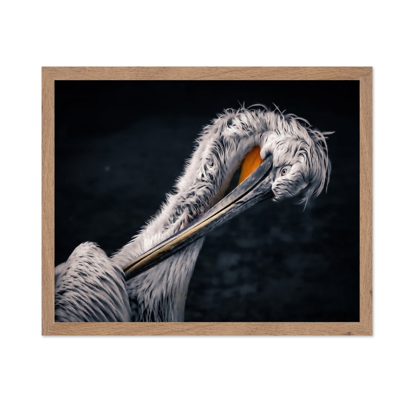 Curved Pelican Portrait