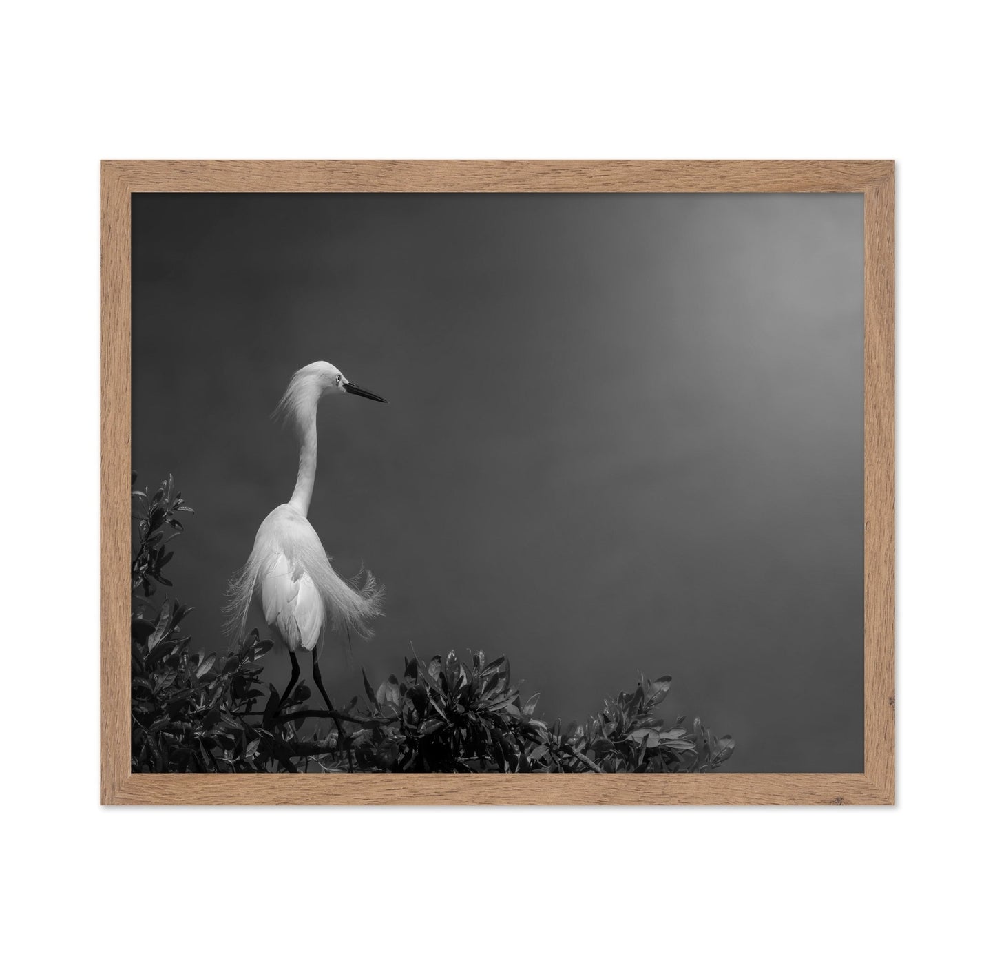 Elegant White Heron