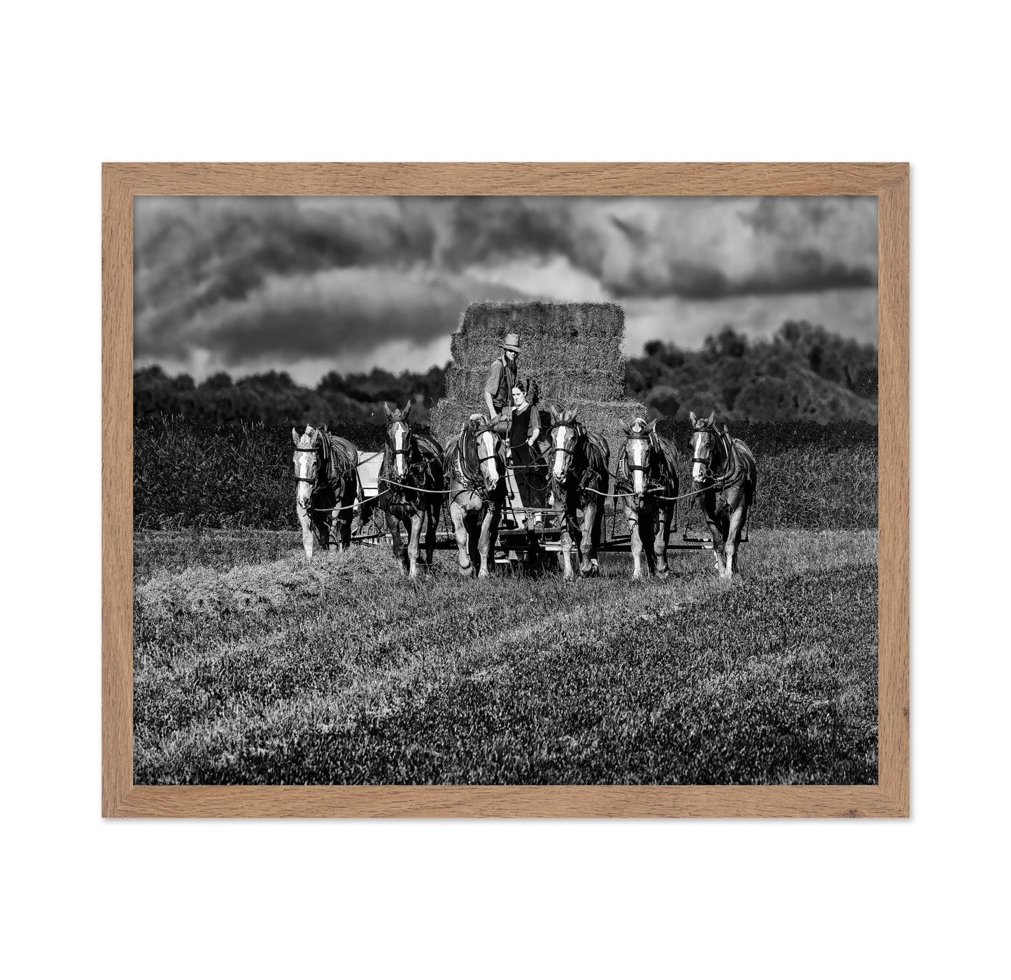Horse Drawn Harvest