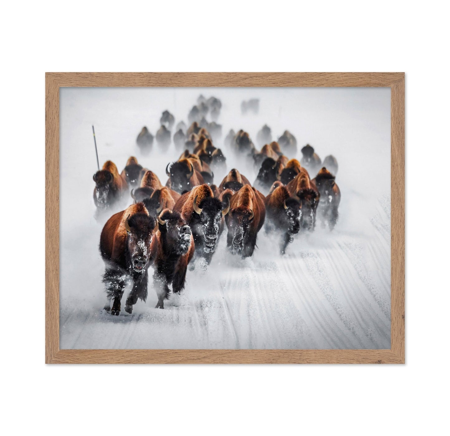Bison Charge Snow
