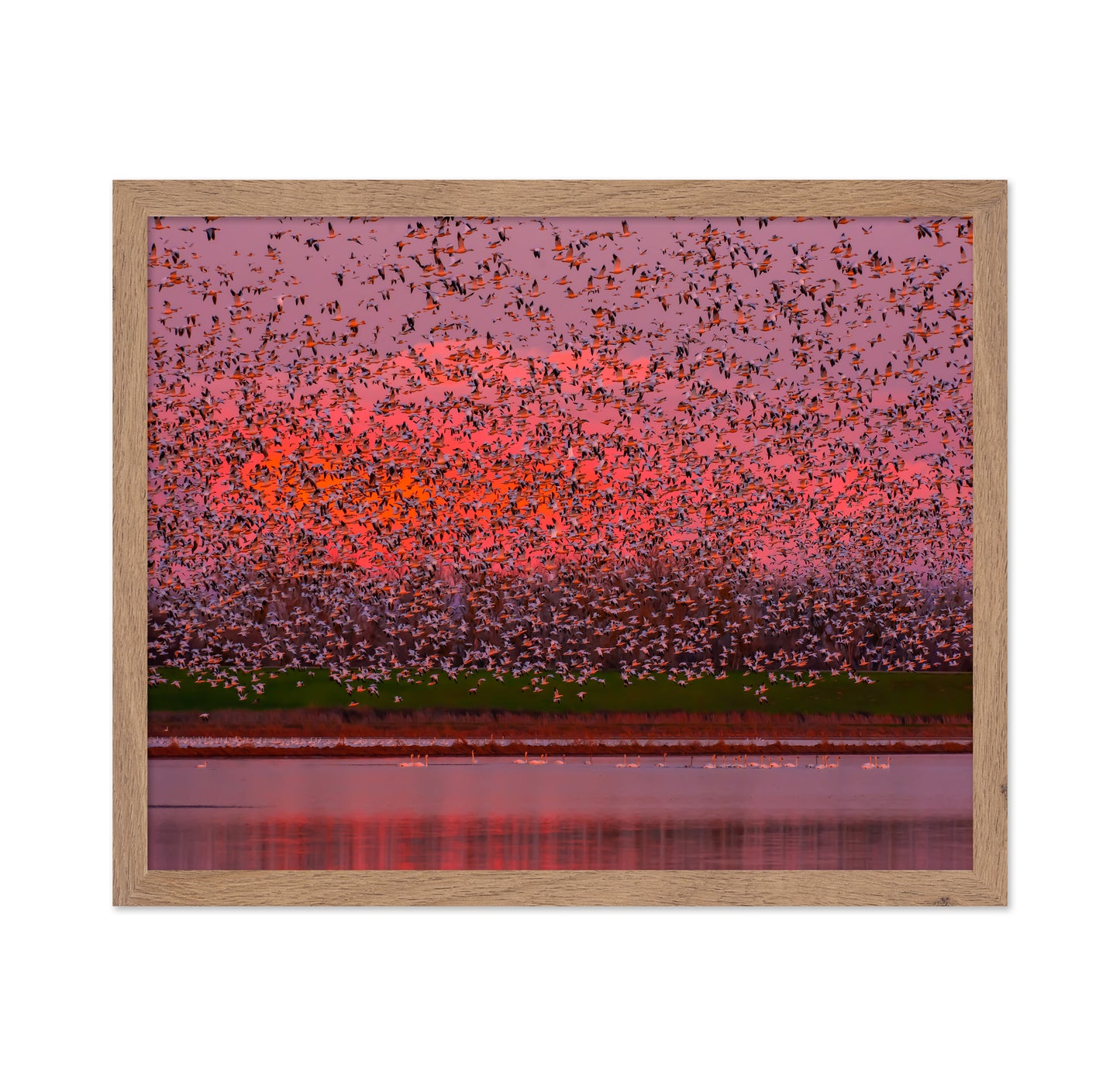 Sunset Bird Migration No1