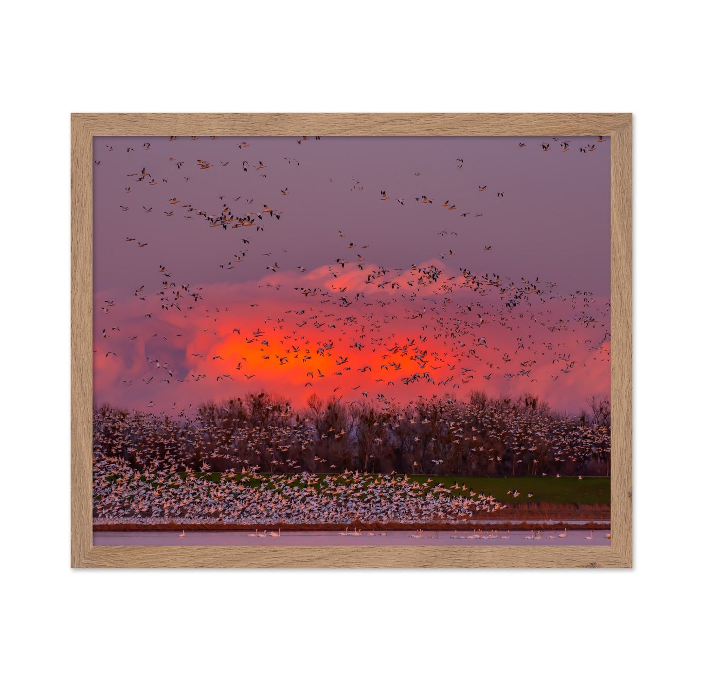Sunset Bird Migration No2