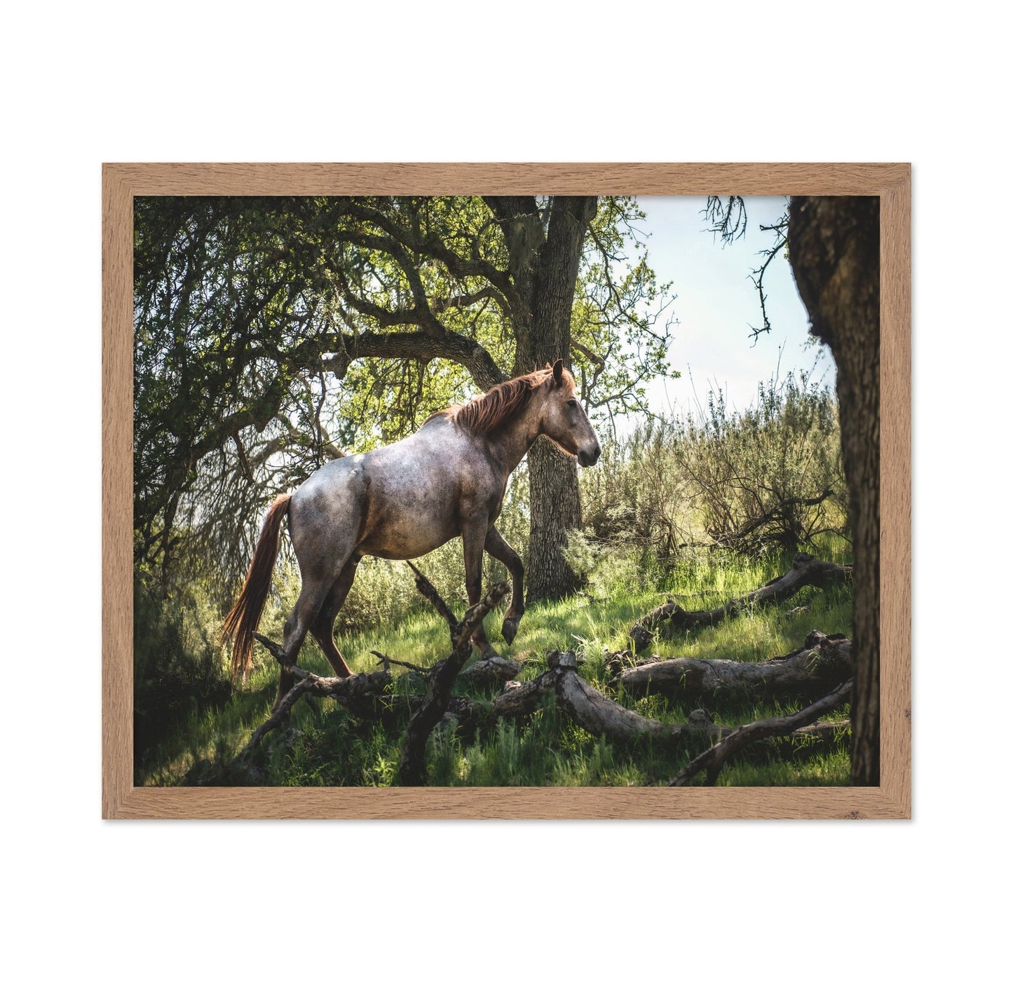 Forest Horse Walk
