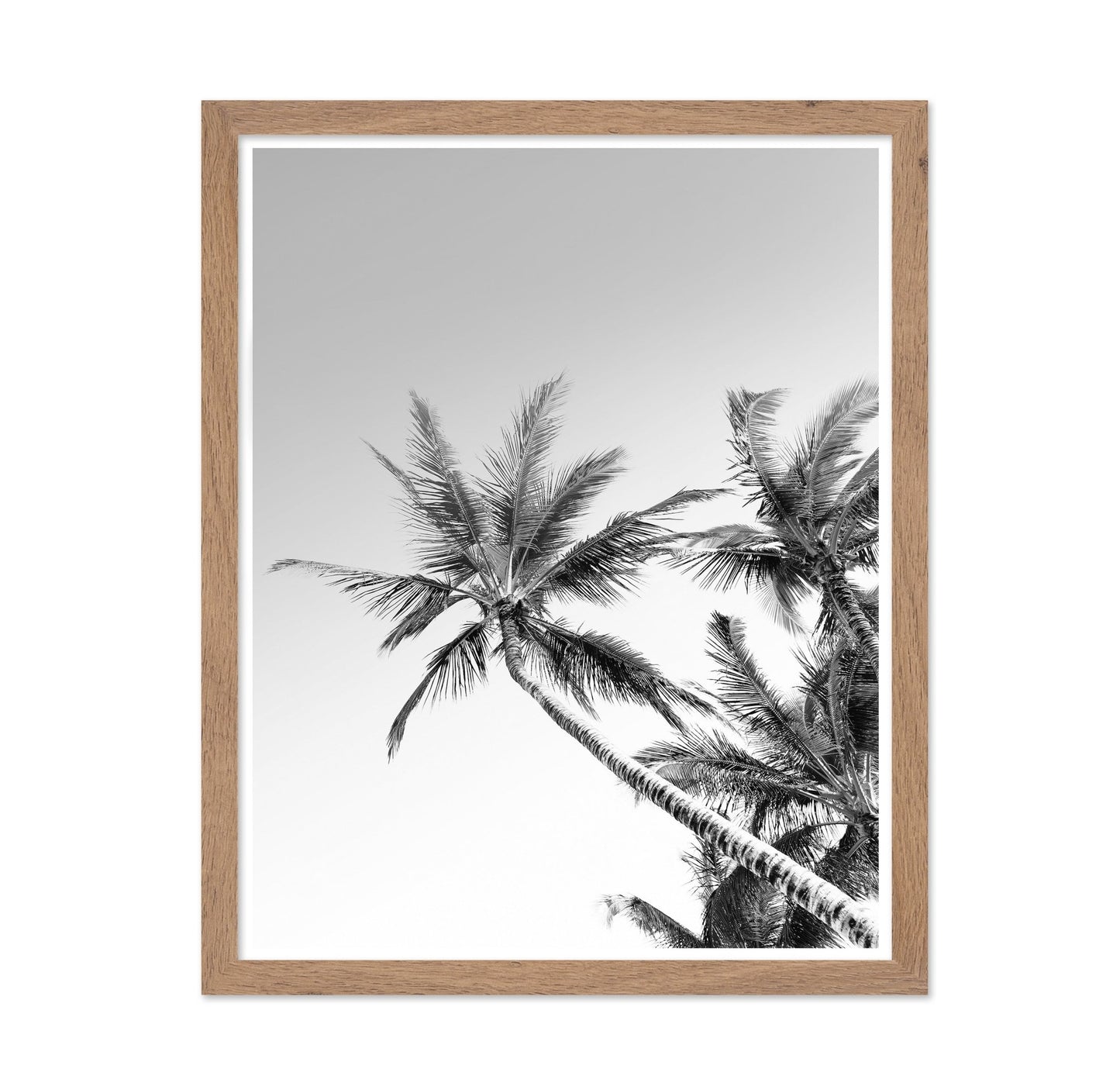 Palm Sky View No2