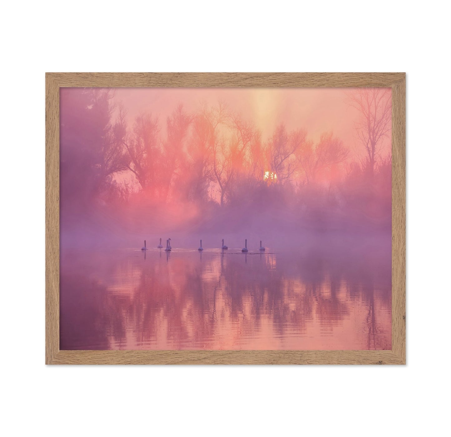 Misty Swan Sunrise