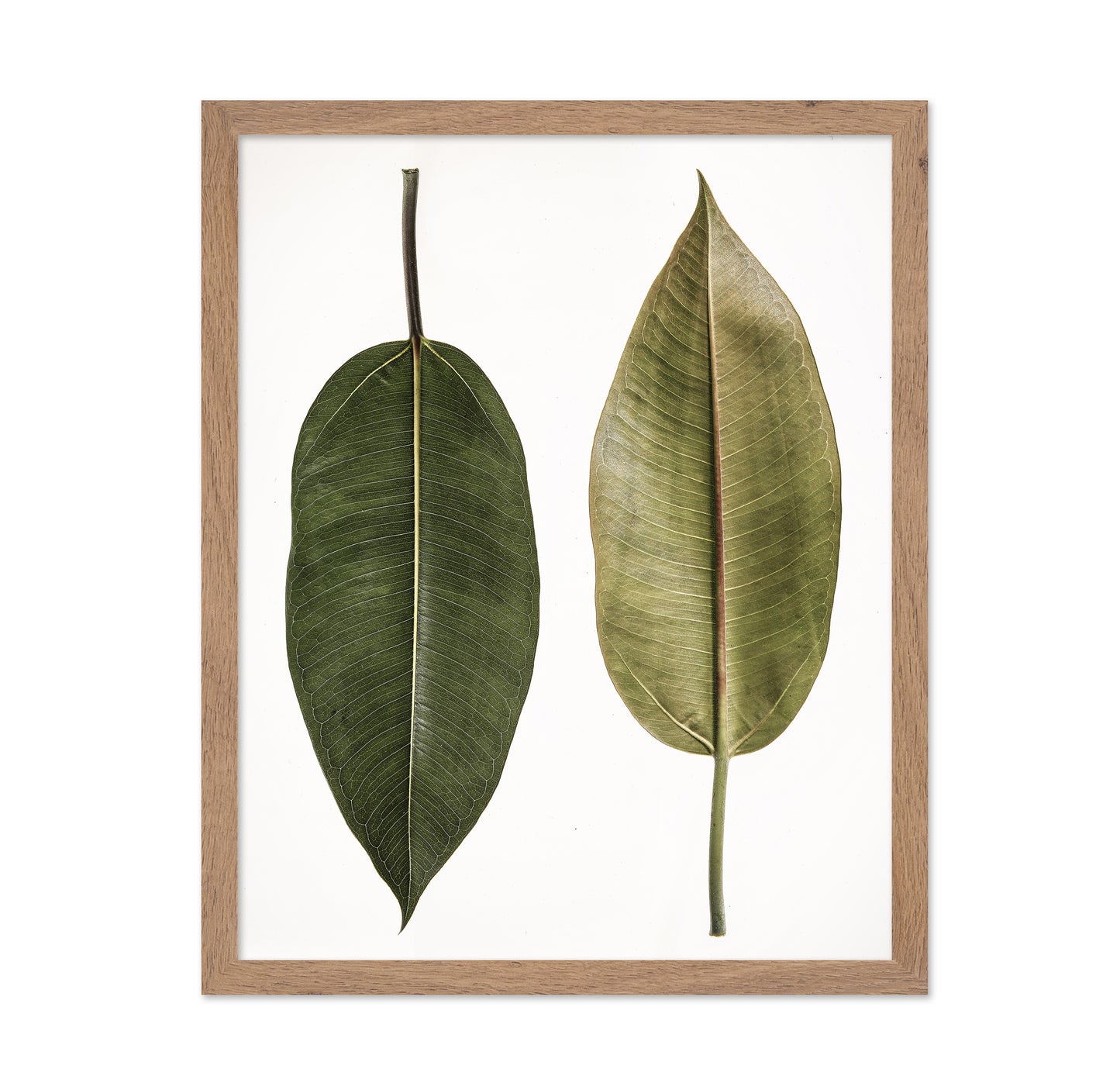Dual Leaf Study
