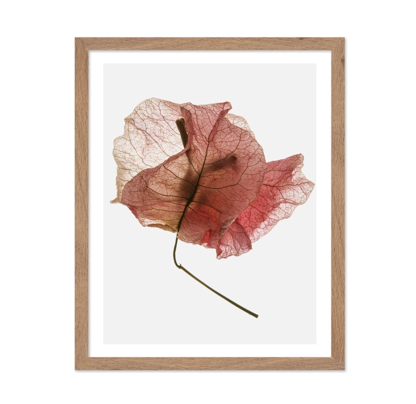 Blush Dried Petal