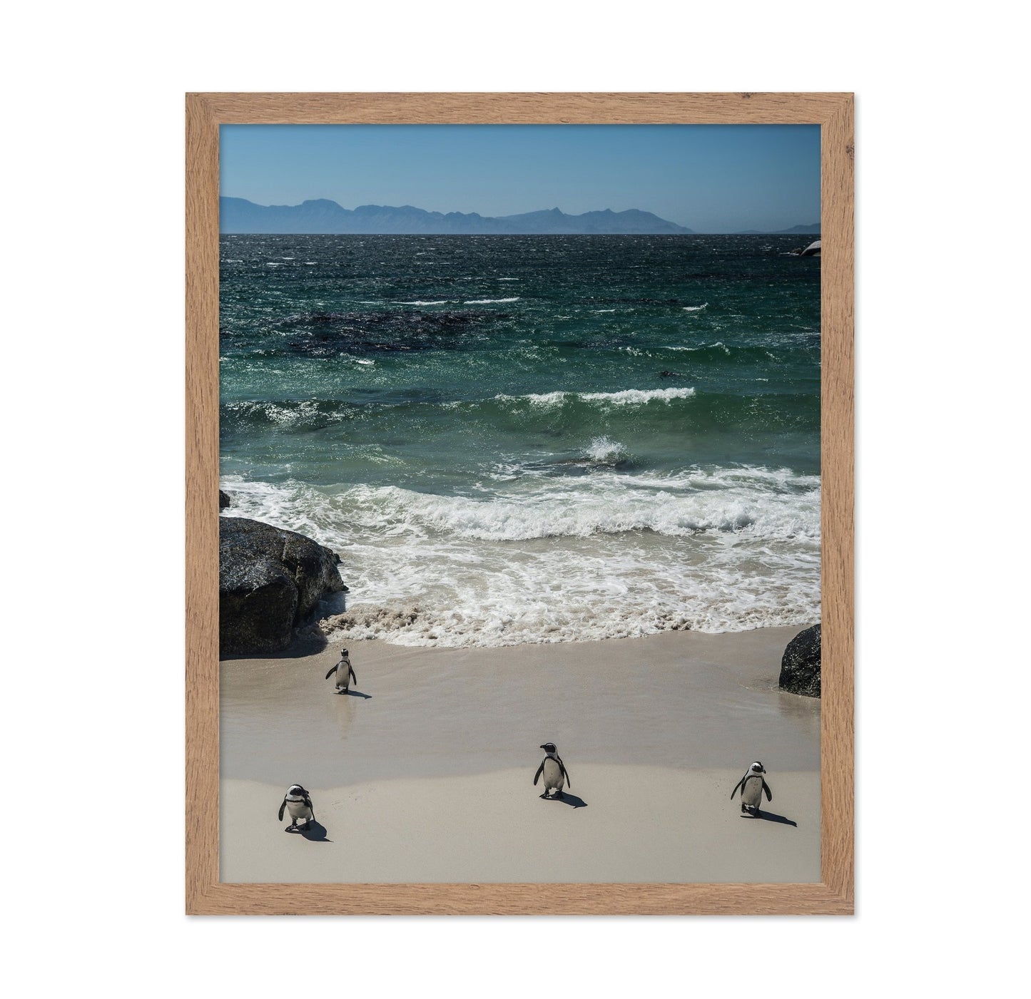 Penguins Beach Walk