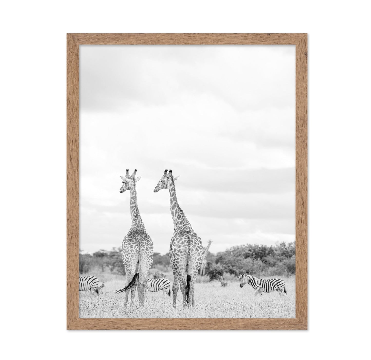 Giraffes In Savanna