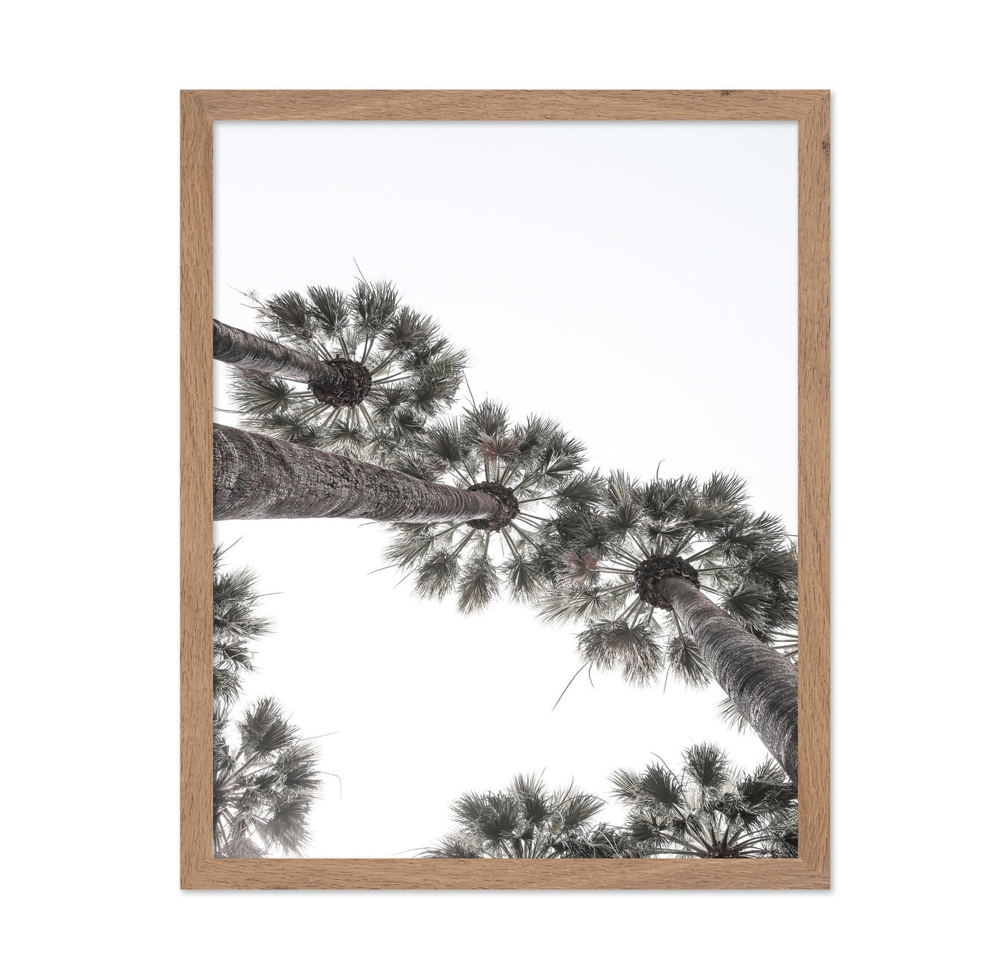 Palm Sky View No3