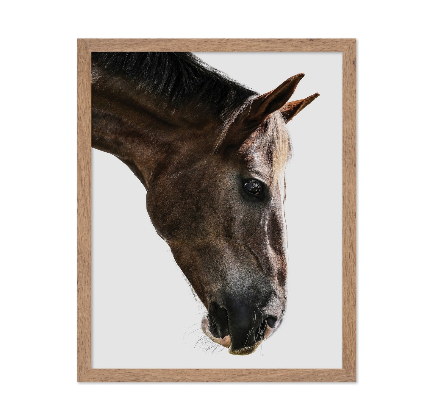 Horse Portrait Closeup No2