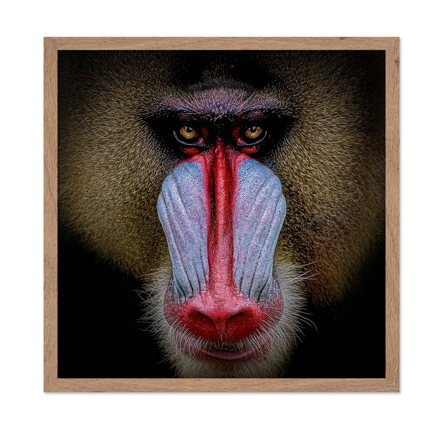 Mandrill Face Closeup