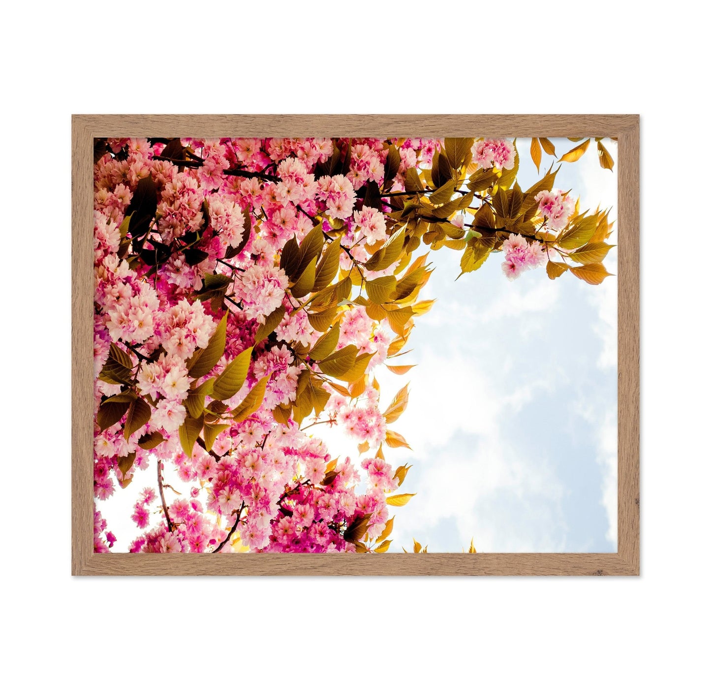 Pink Blossom Sky