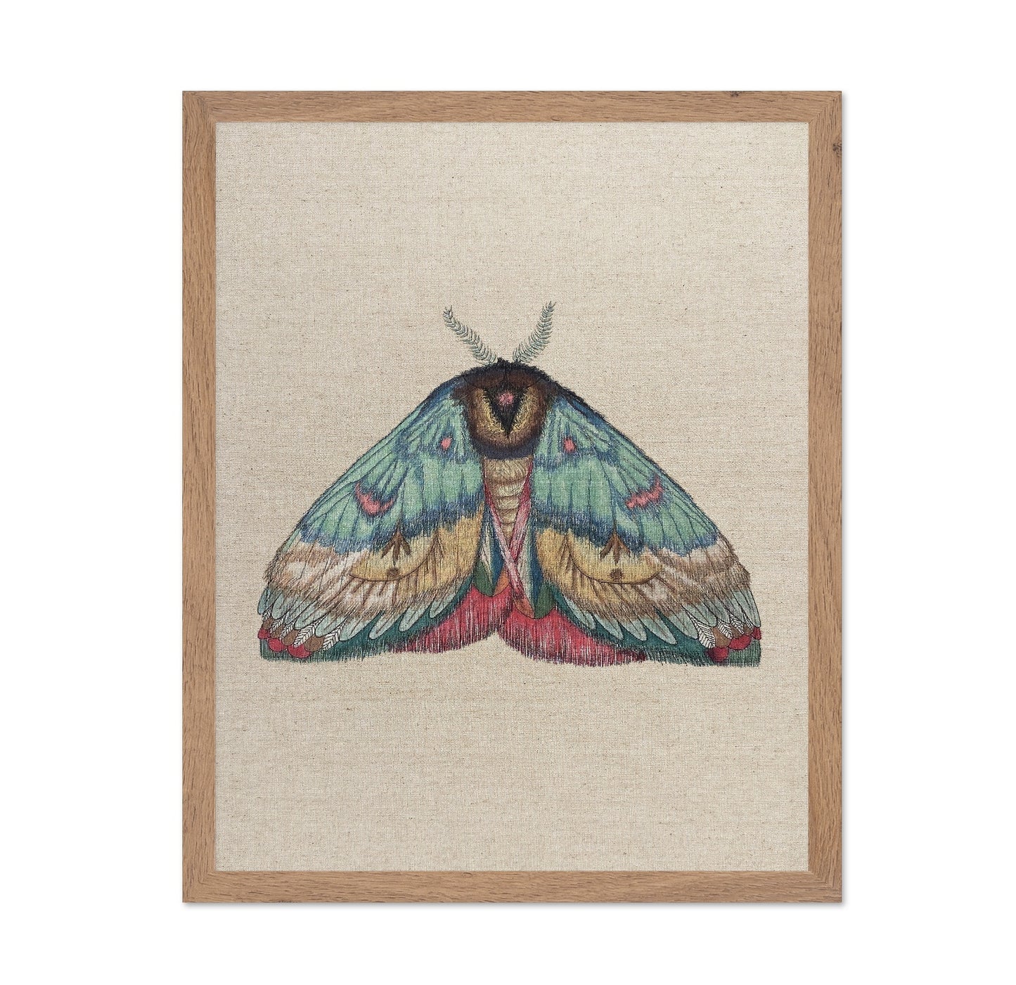 Soft Wing Moth