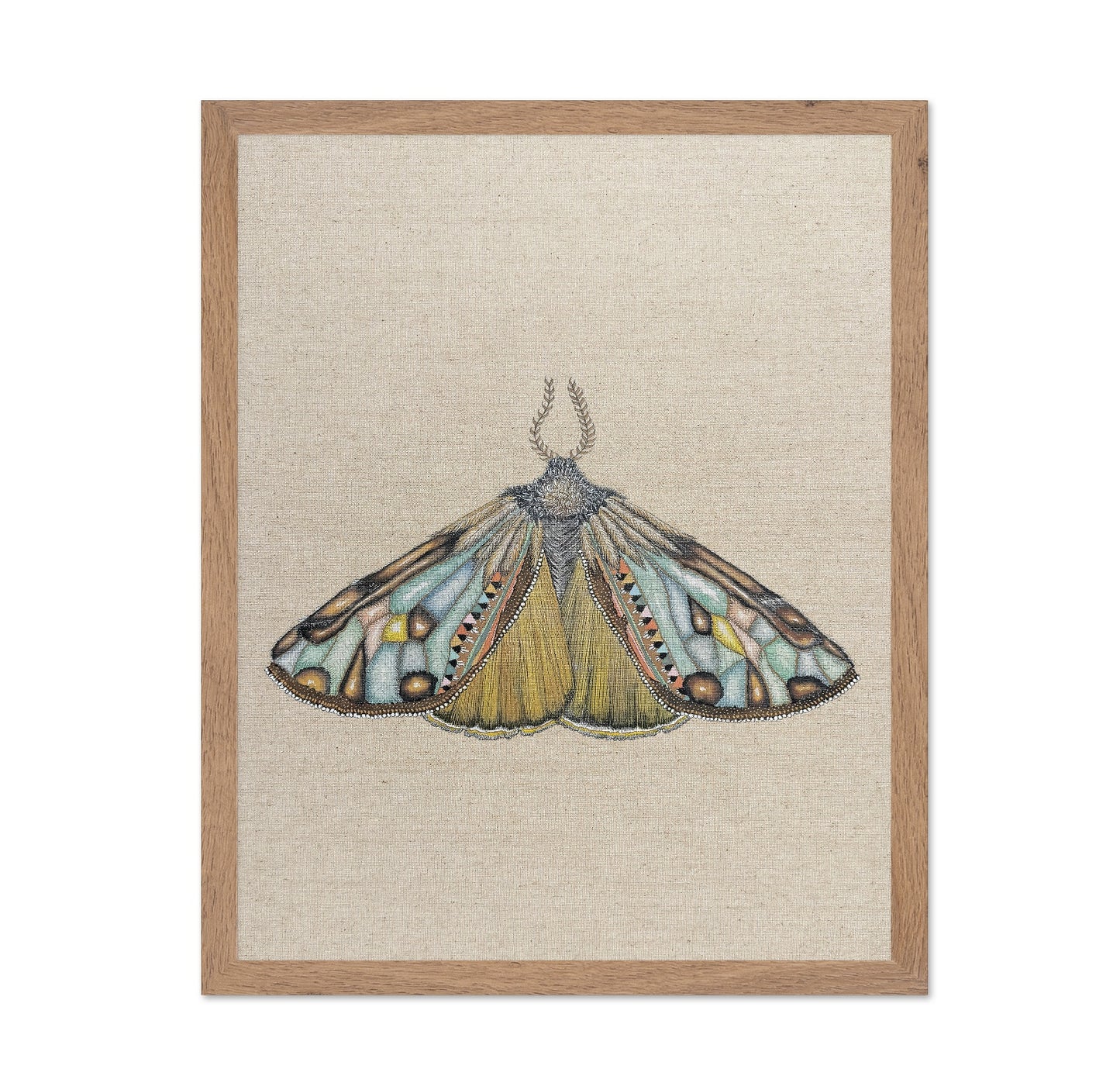 Amber Wing Moth