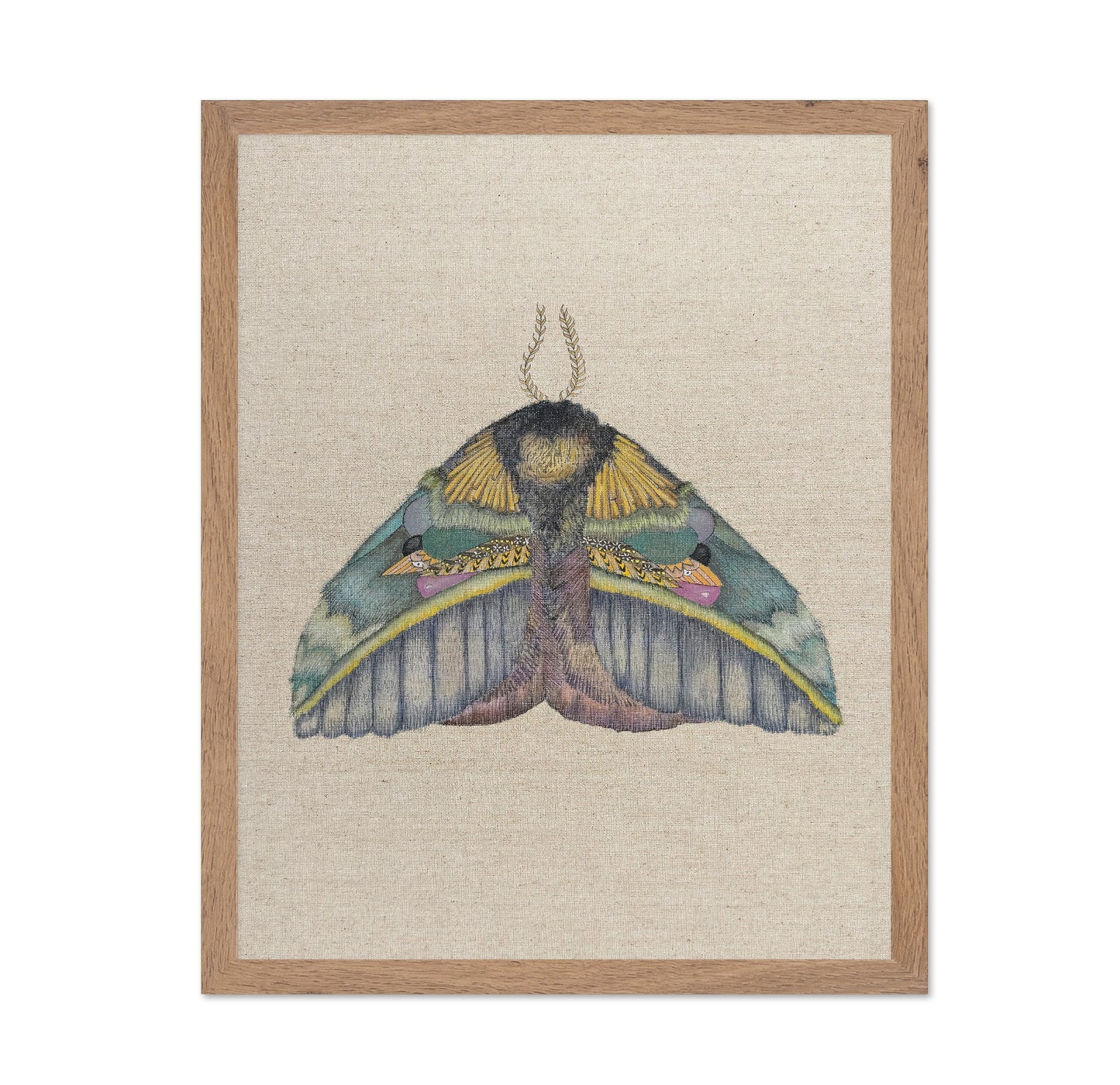 Golden Crest Moth