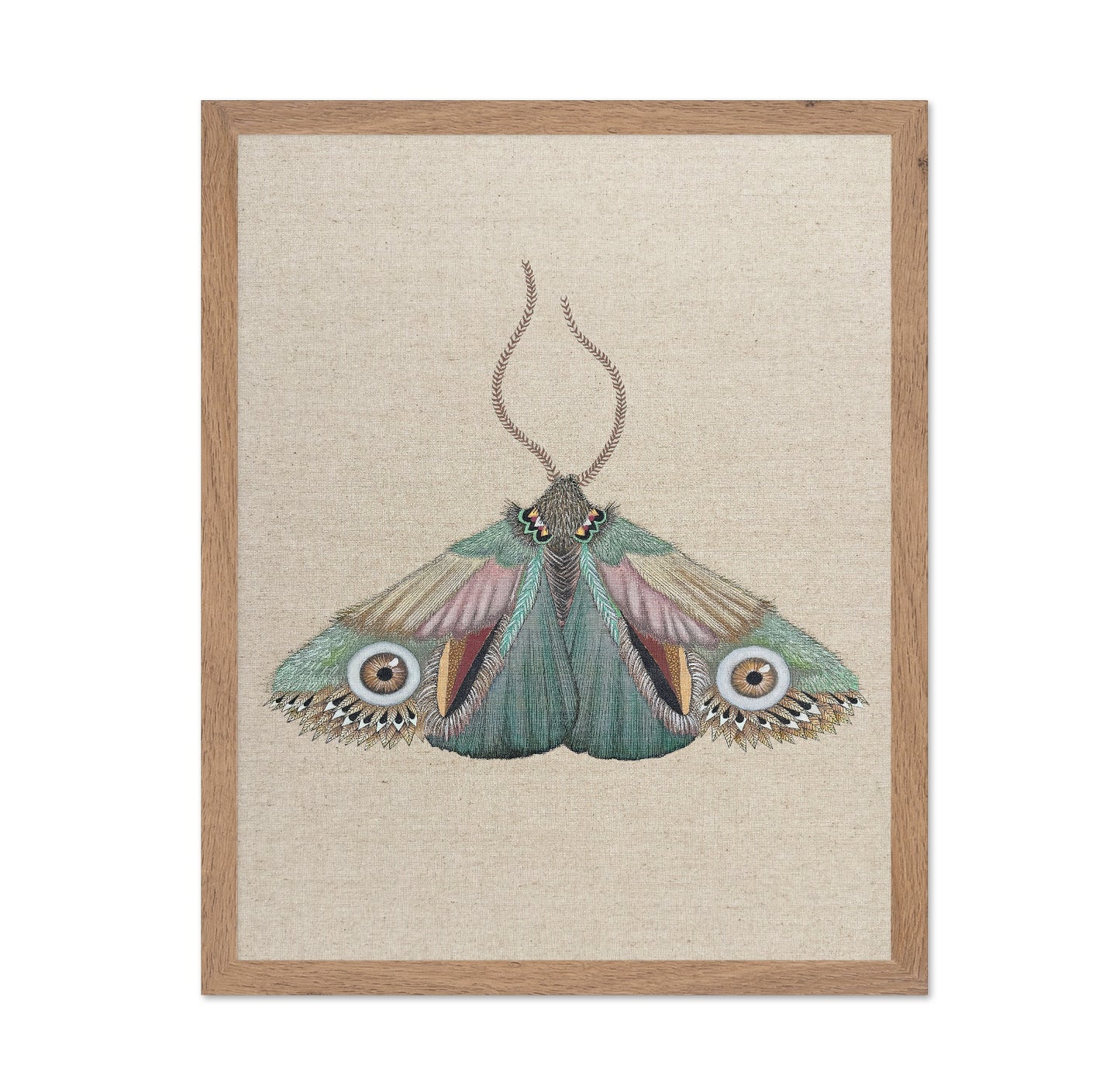Teal Eye Moth