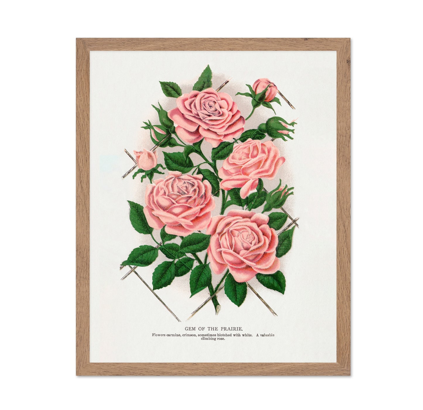 Prairie Rose Cluster