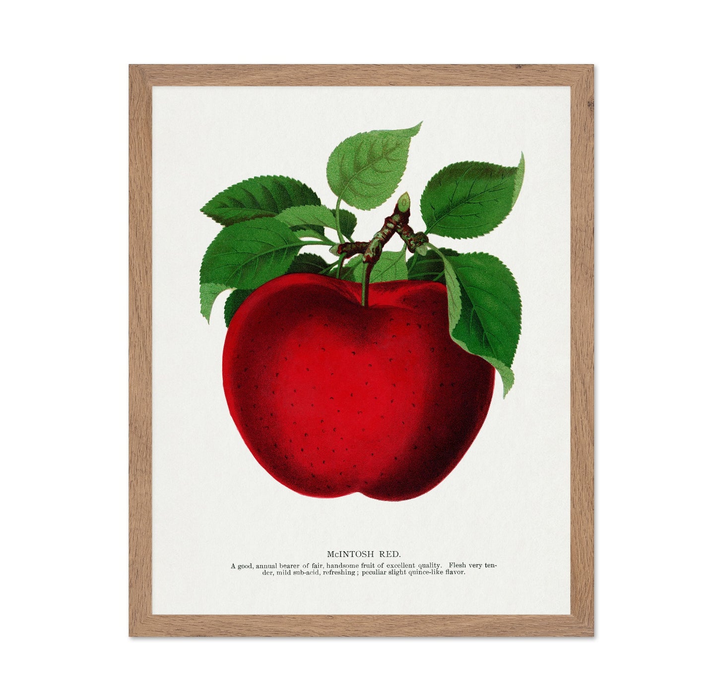 Vintage Red Apple Classic