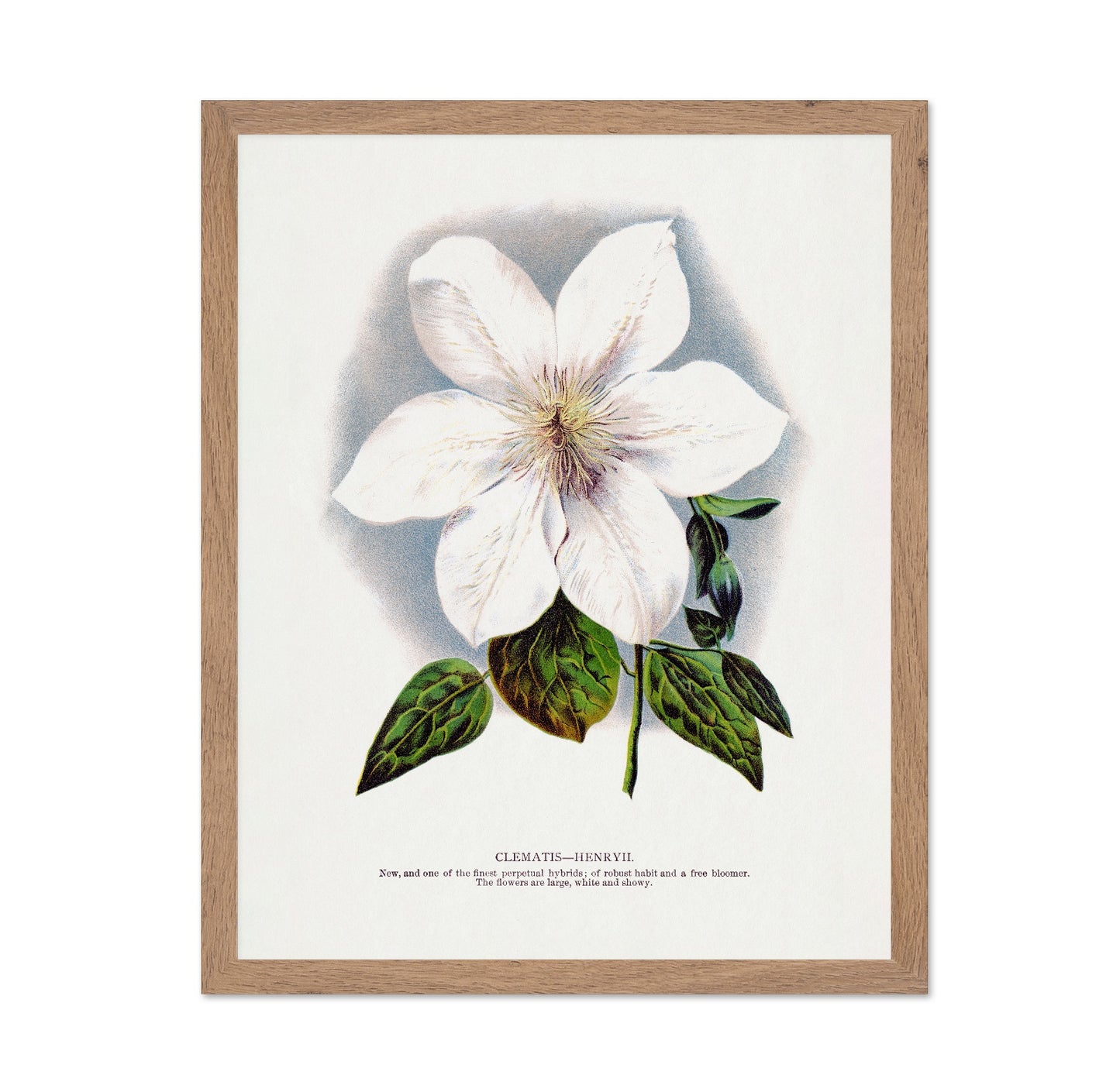 Vintage White Clematis