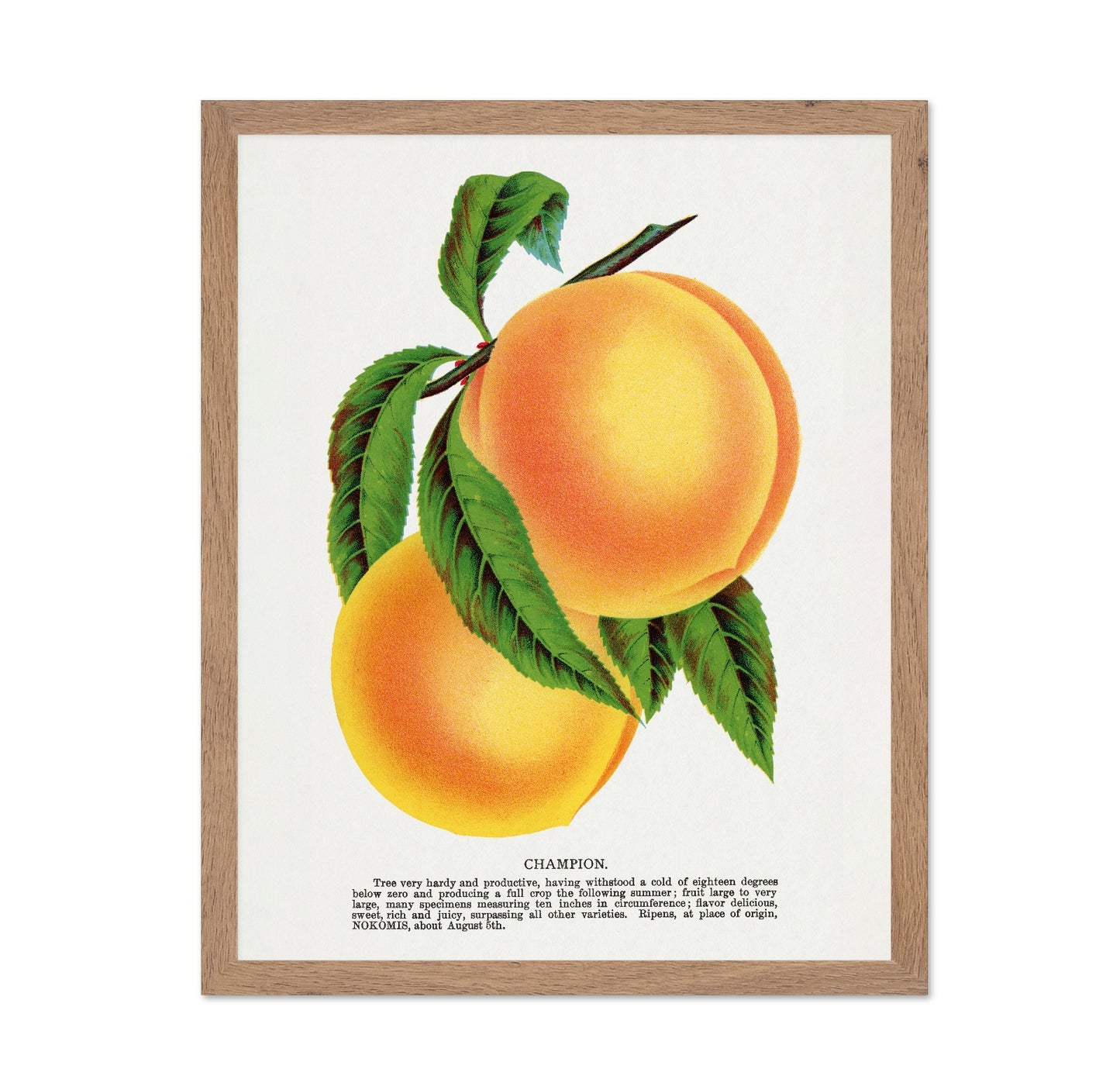 Vintage Peach Illustration