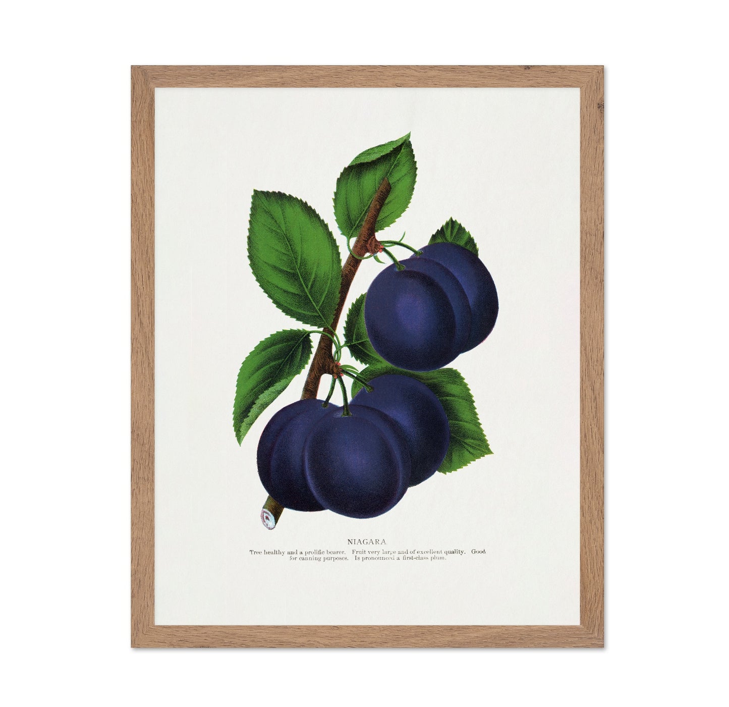 Vintage Plum Illustration