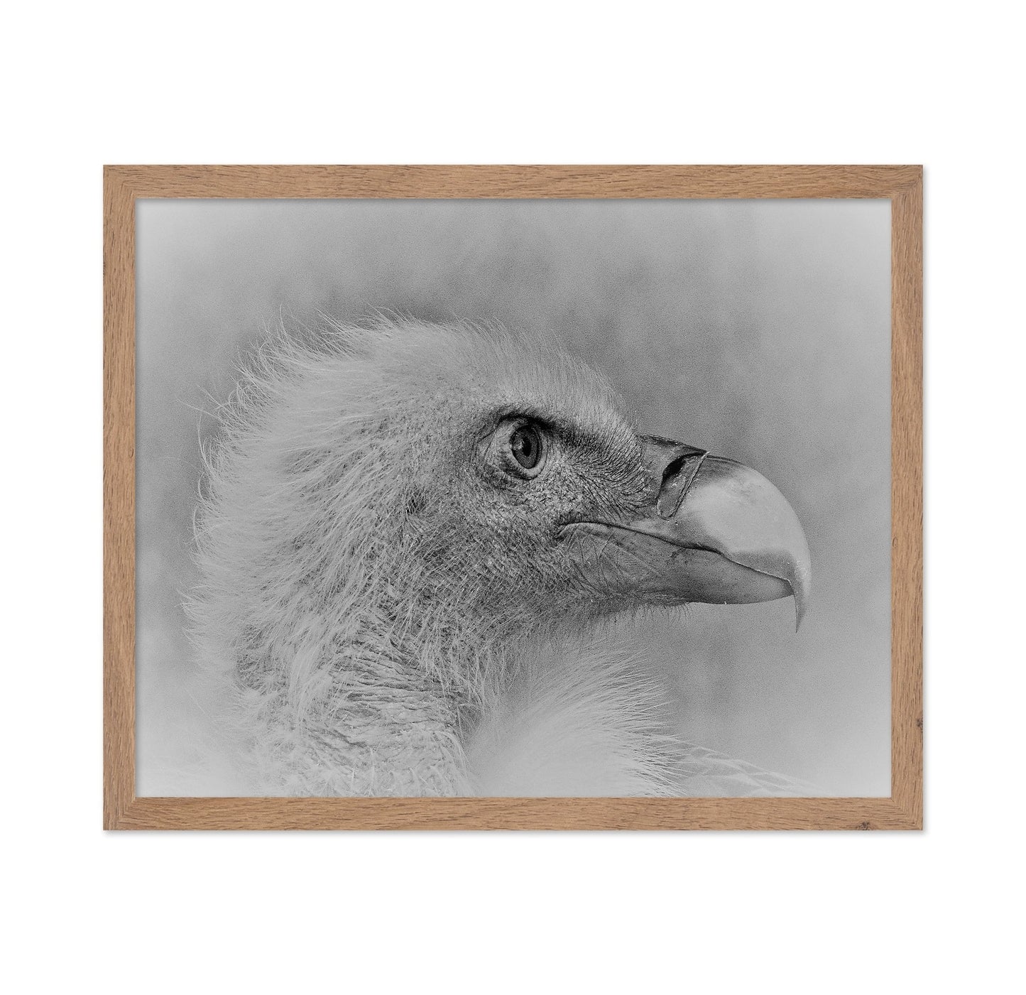 Eagle Close Portrait