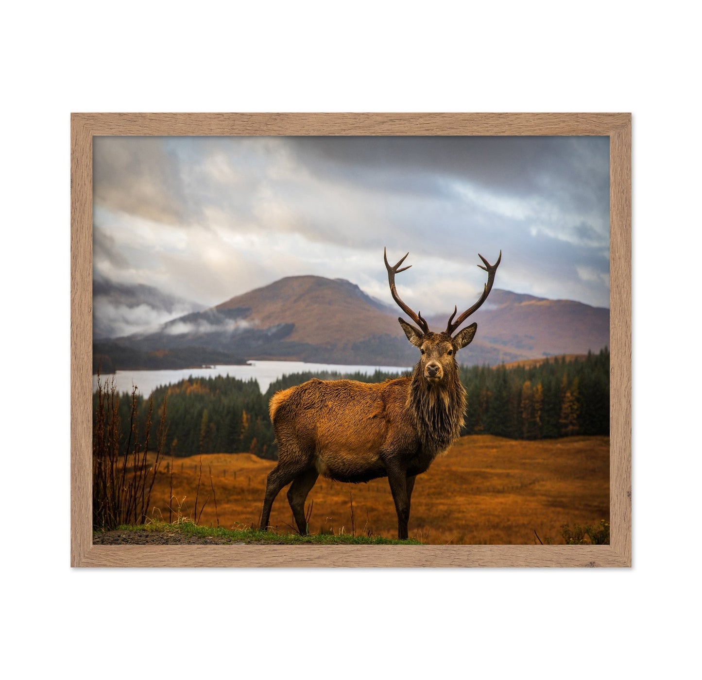 Majestic Red Deer