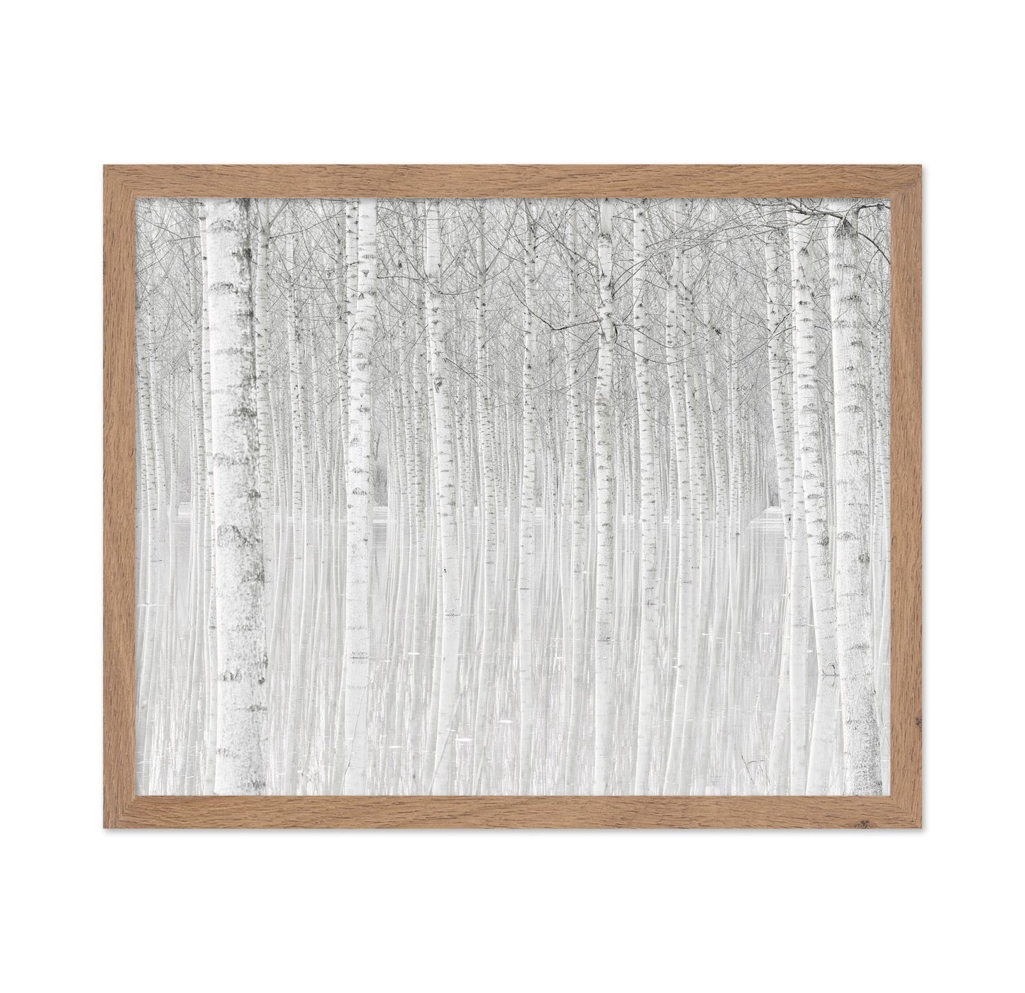 Silent Birch Forest