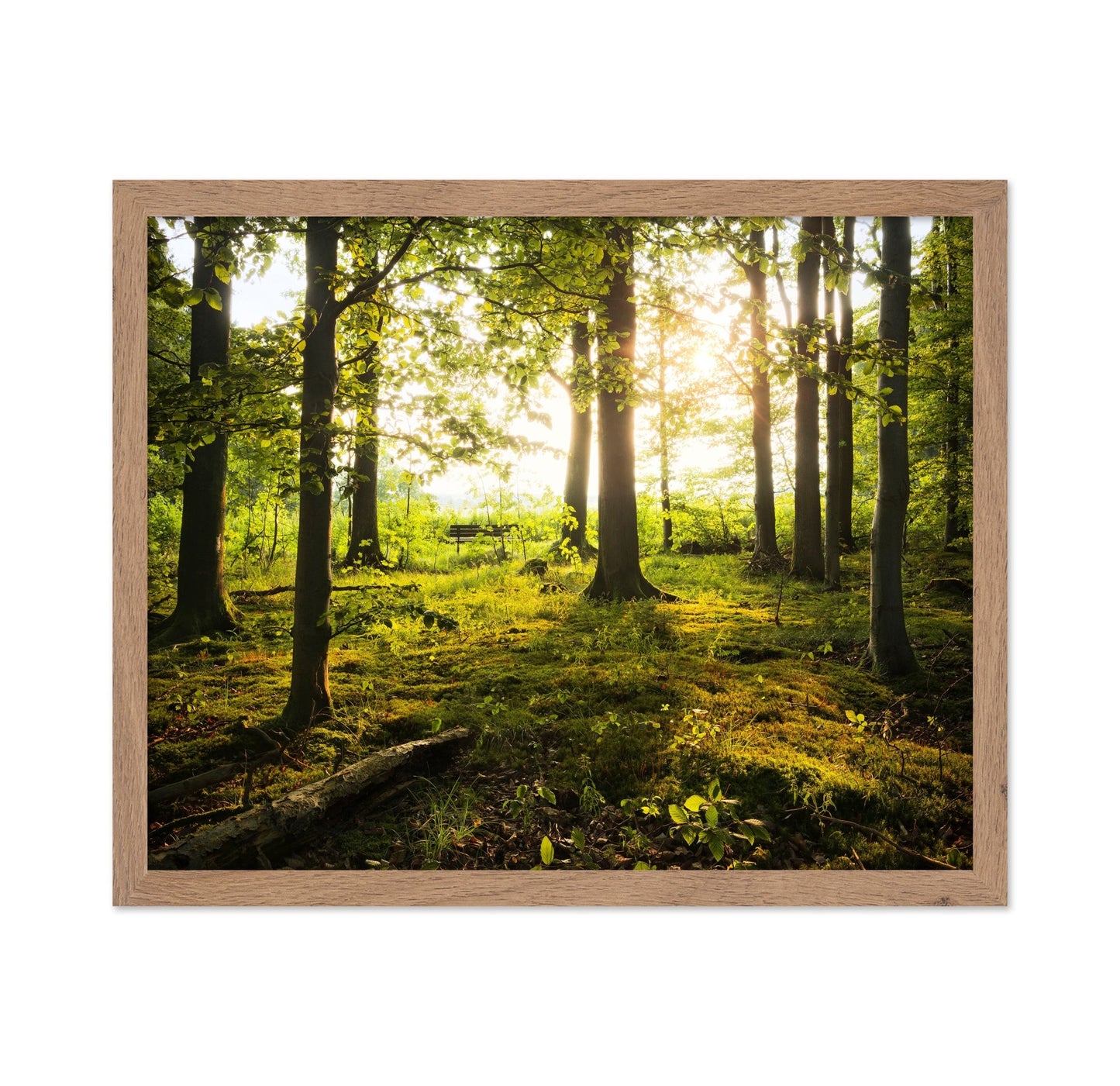 Sunlit Forest Path No2