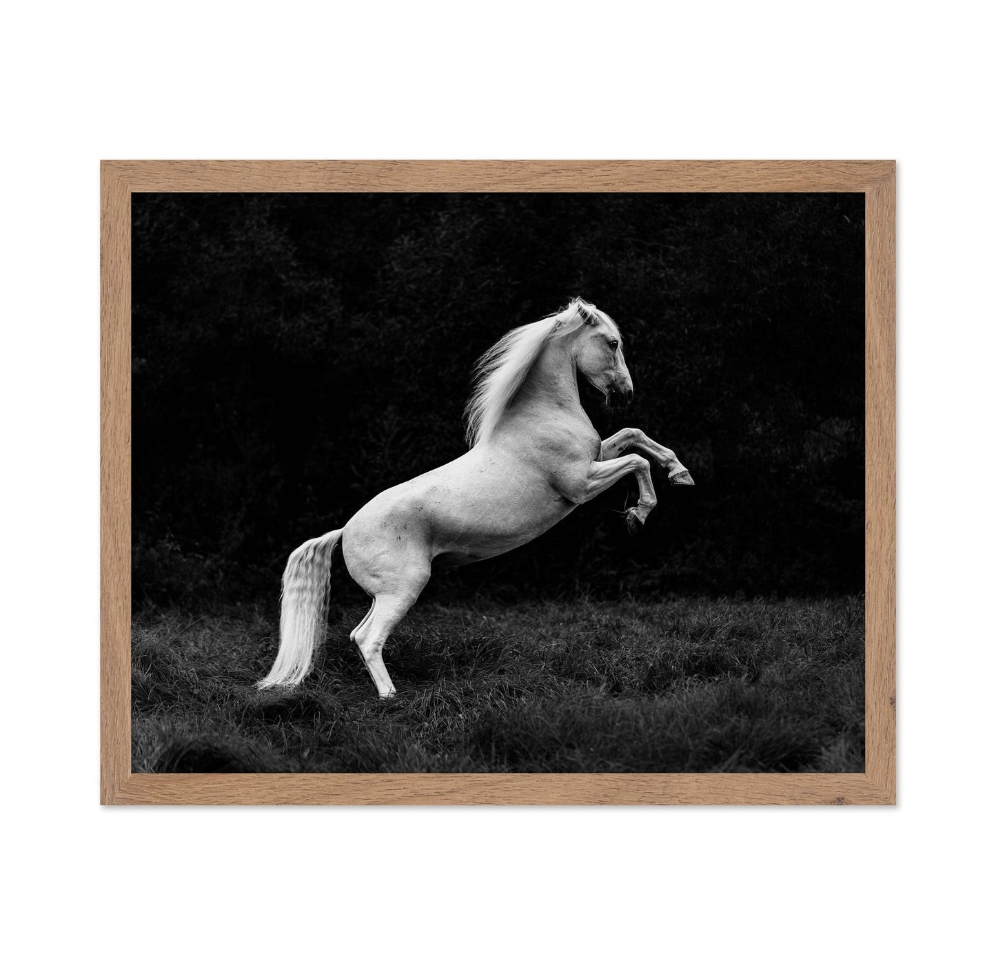 Rearing White Horse