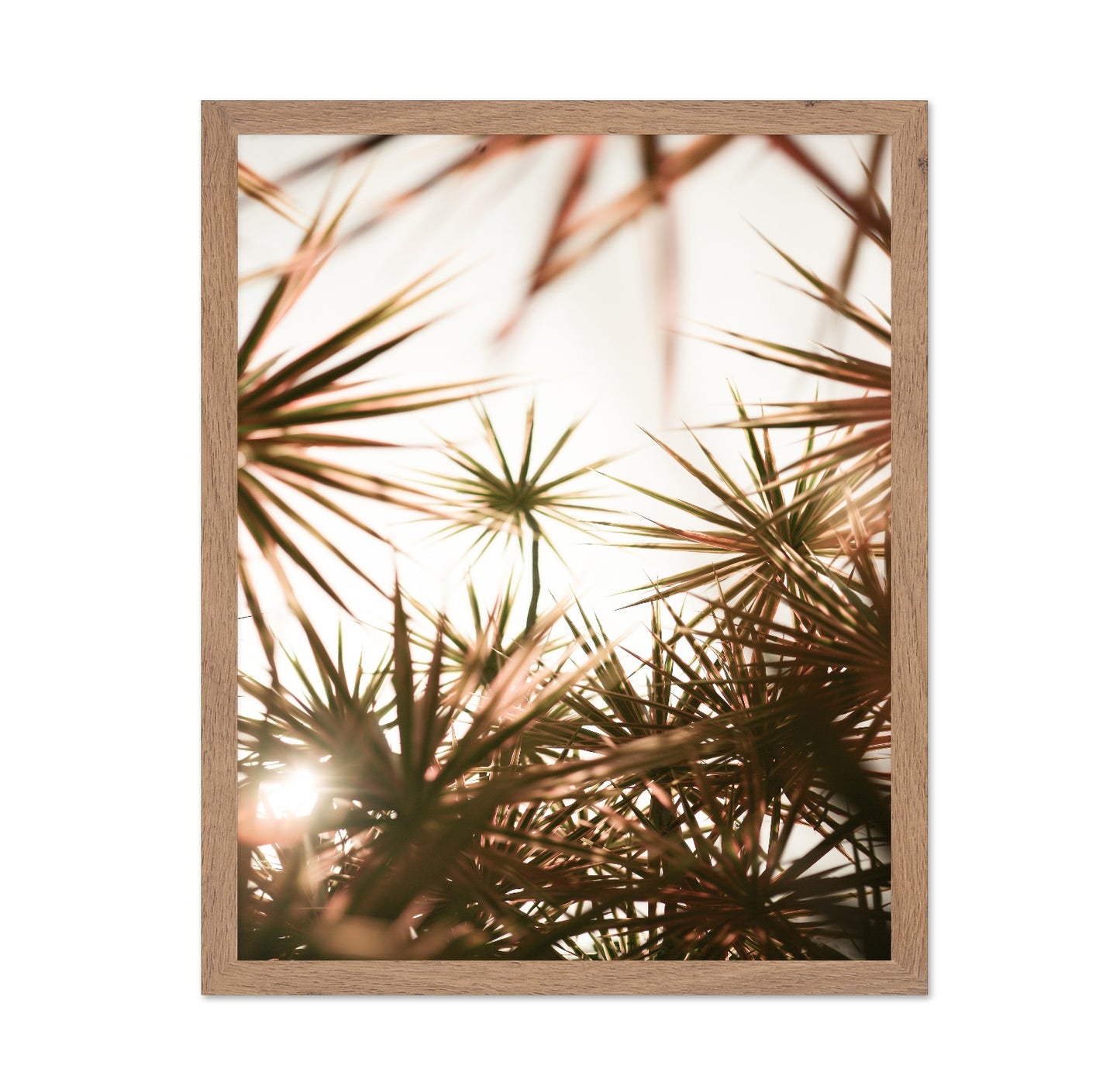 Sunlit Palm Leaves