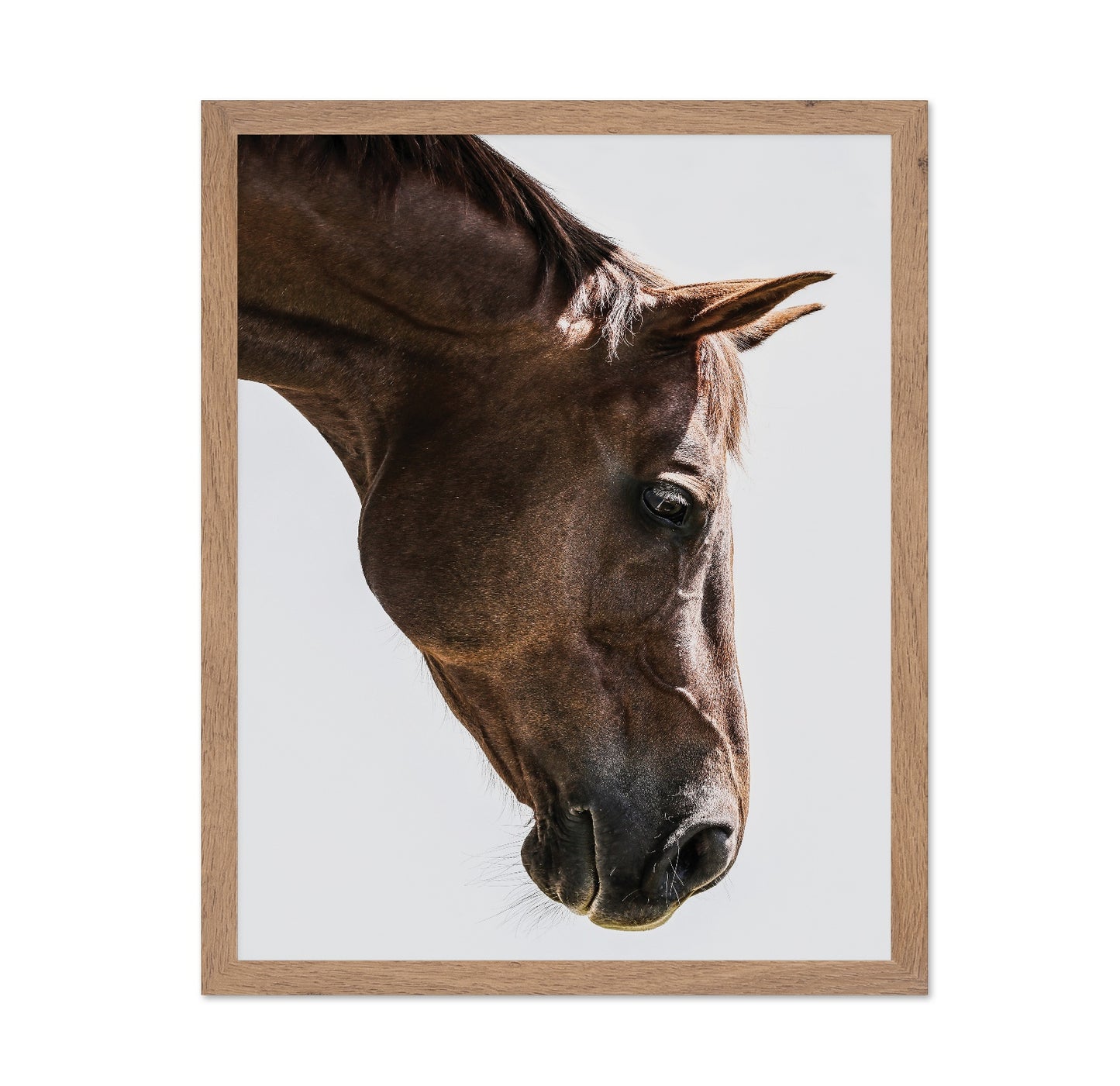 Horse Portrait Closeup No3