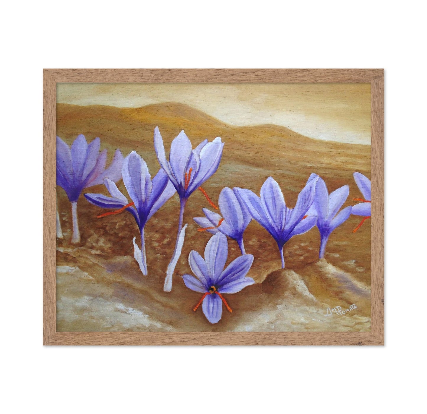 Purple Crocus Field