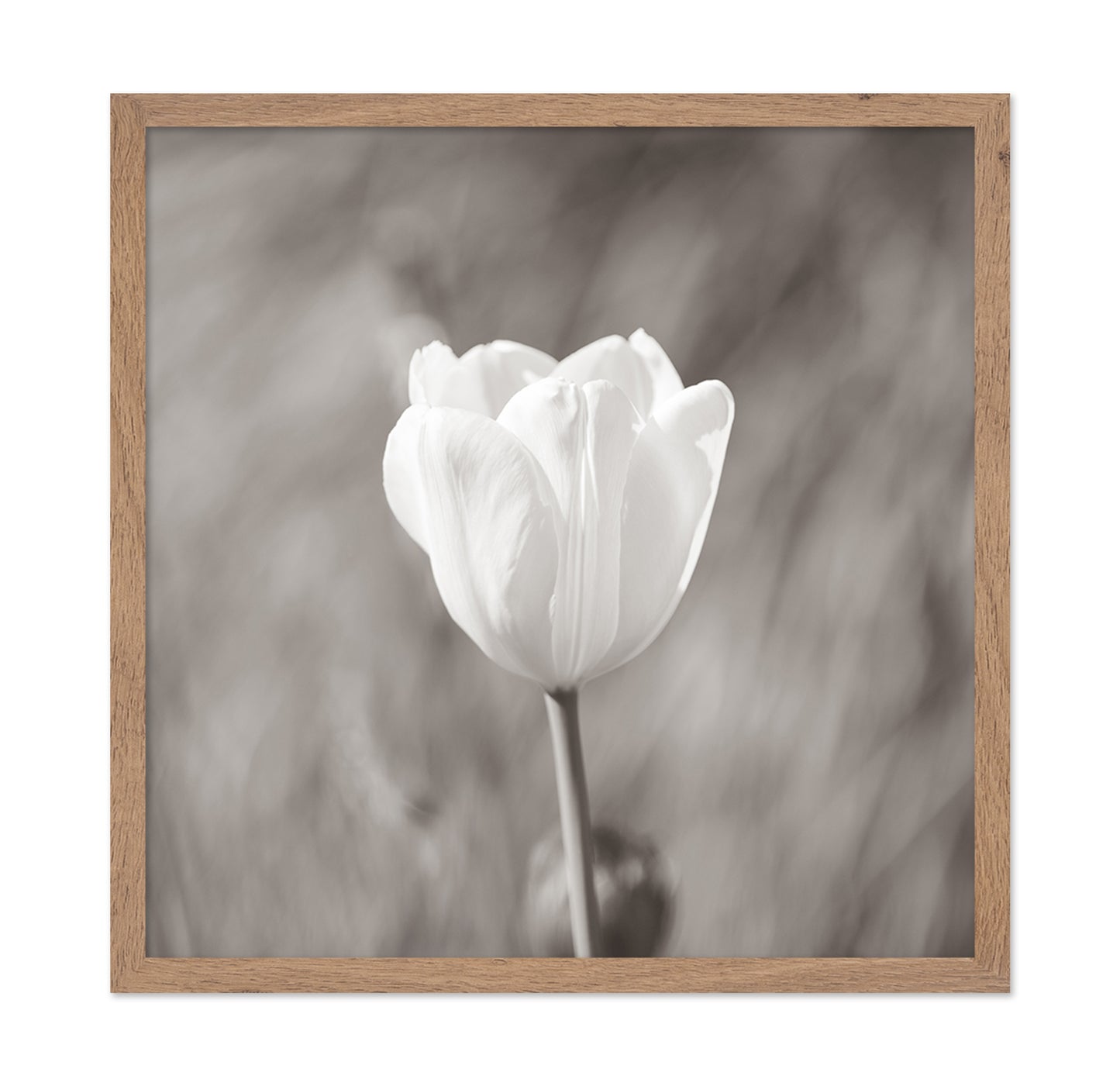 White Tulip Minimal