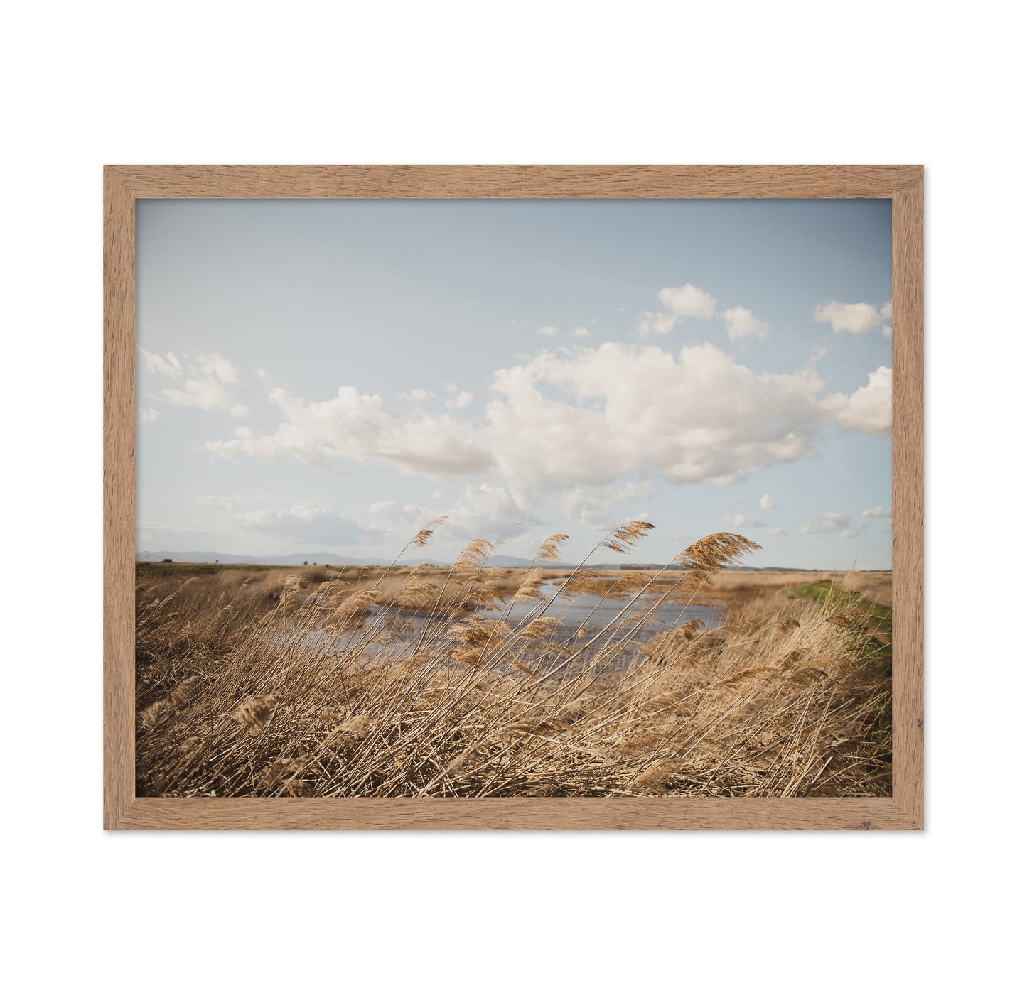 Windy Marsh Grassland
