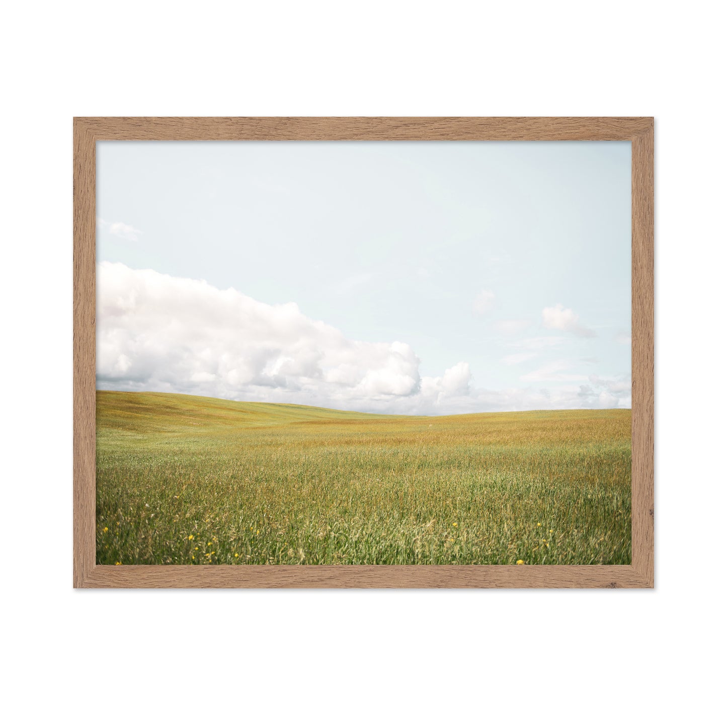 Open Meadow Horizon