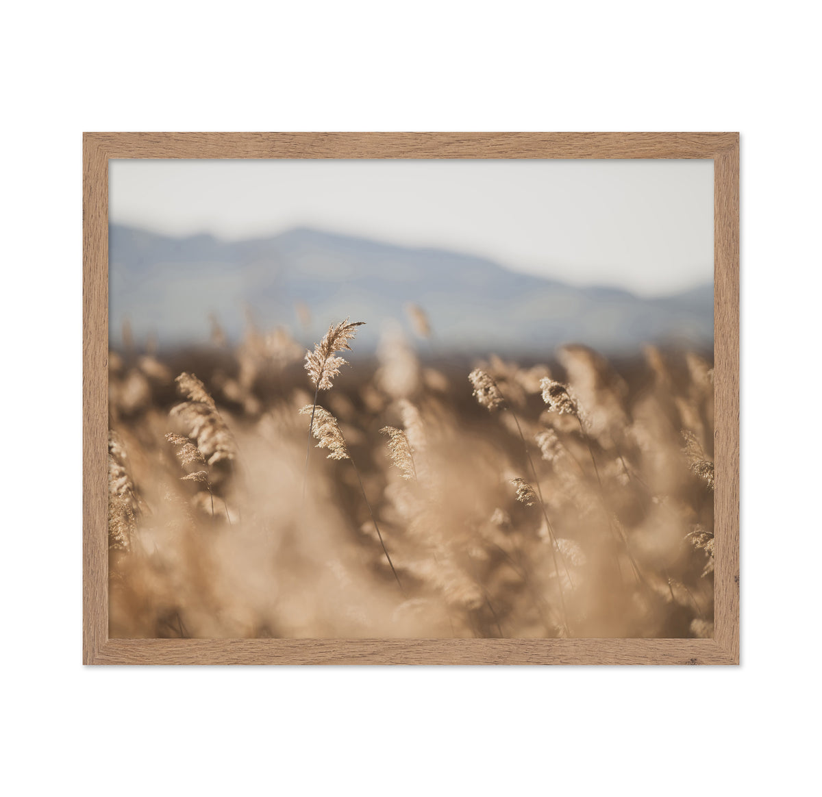 Golden Field Soft Focus