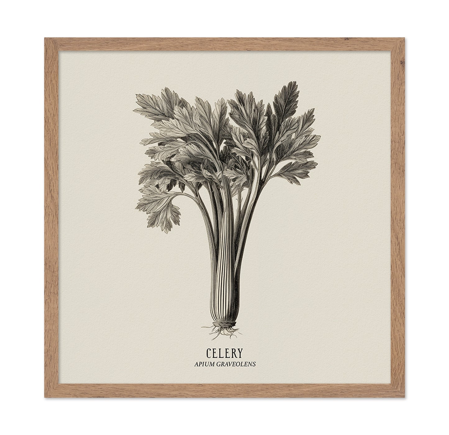 Vintage Celery Sketch