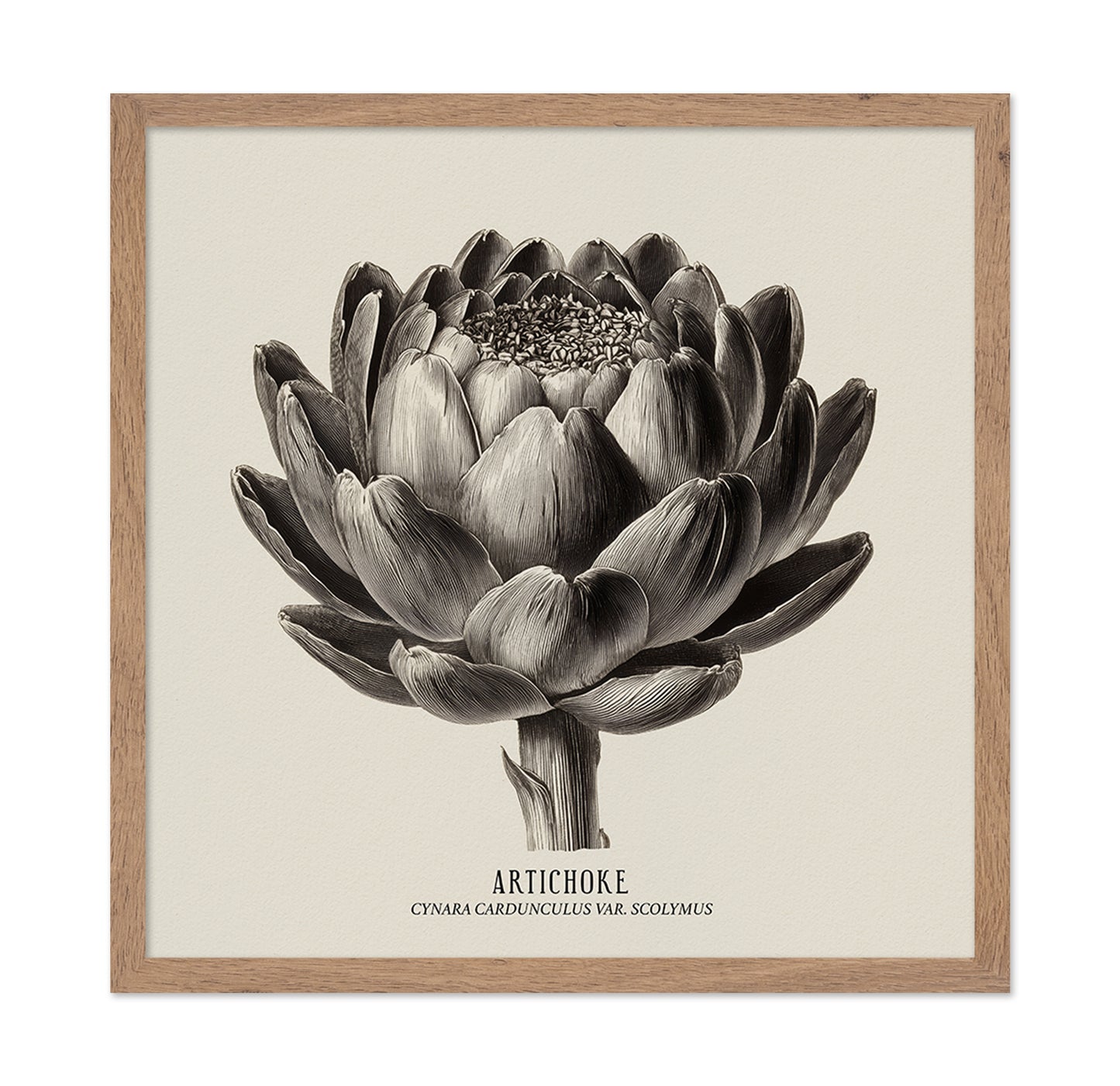 Vintage Artichoke Study